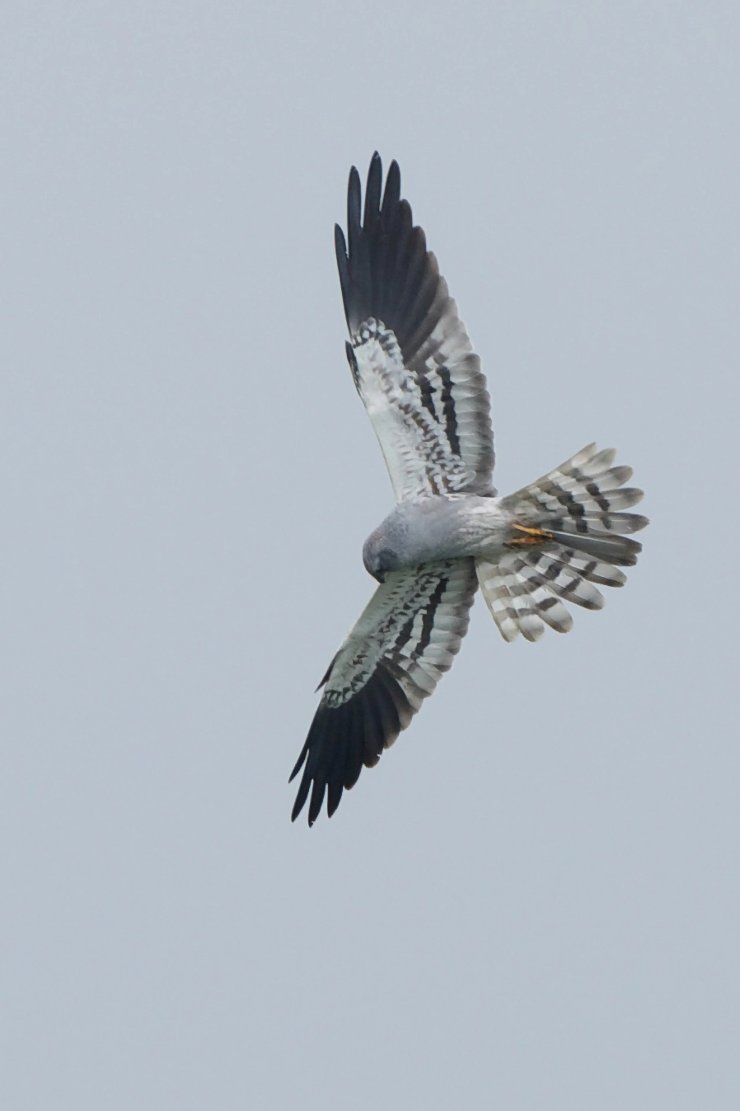 Montagu's Harrier