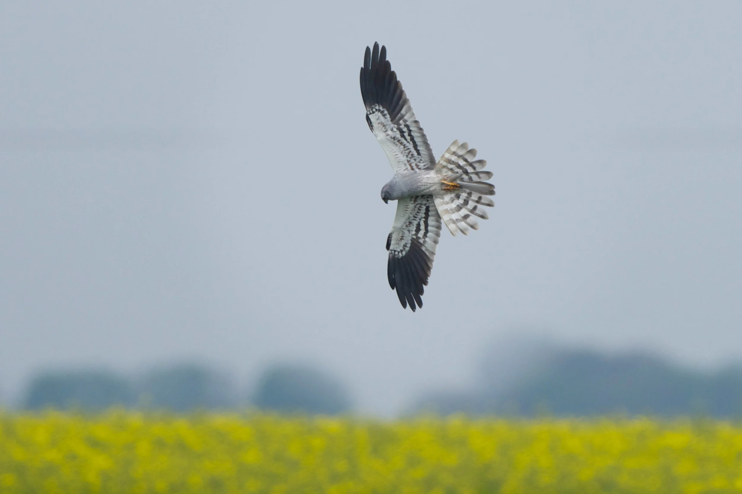 Montagu's Harrier