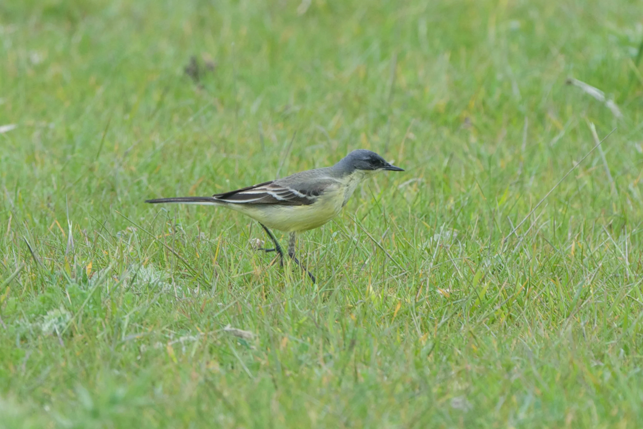 Grey Headed Wagtail