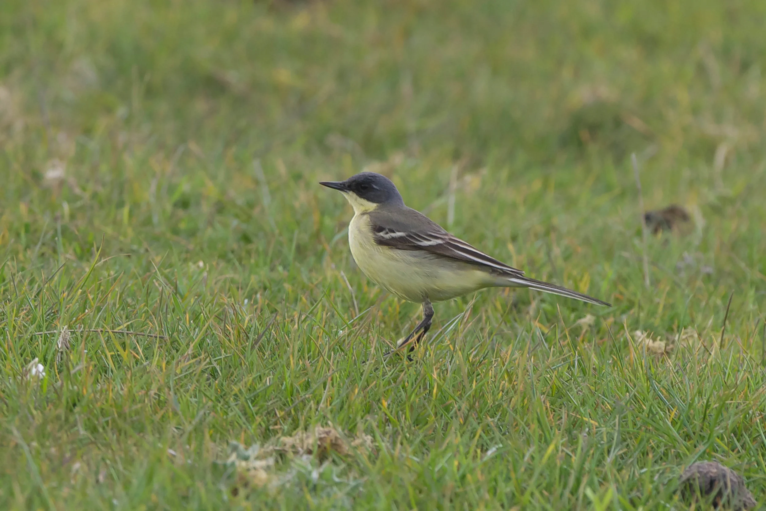 Grey Headed Wagtail