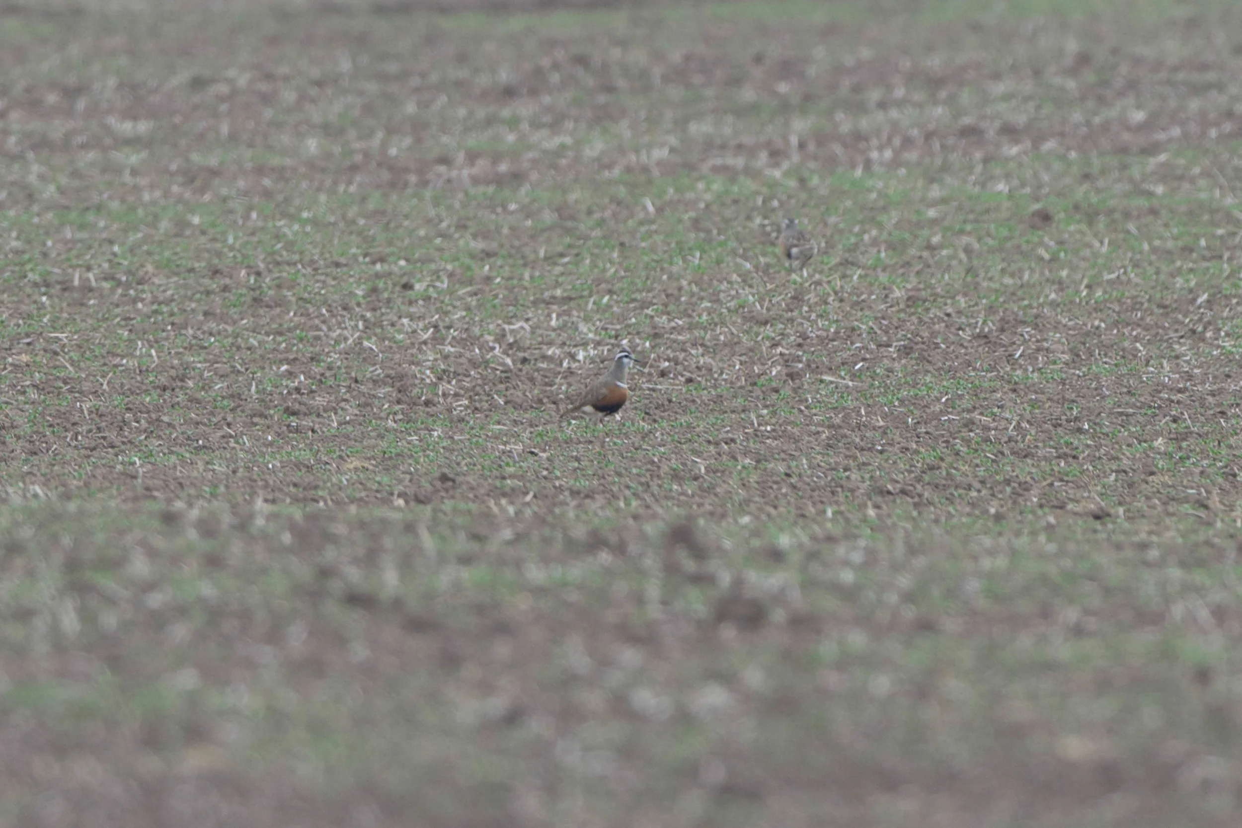 Dotterel