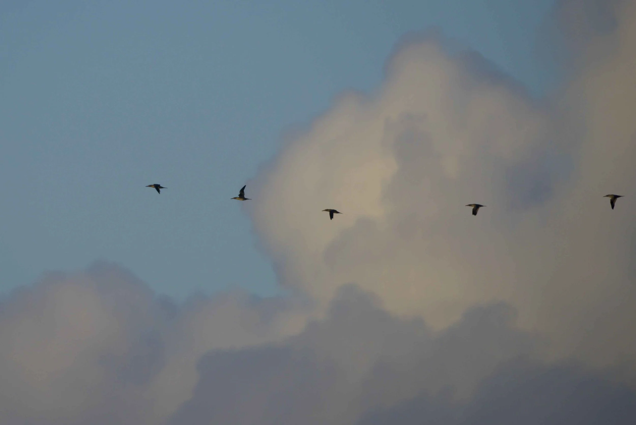 gannets (1 of 1).jpg
