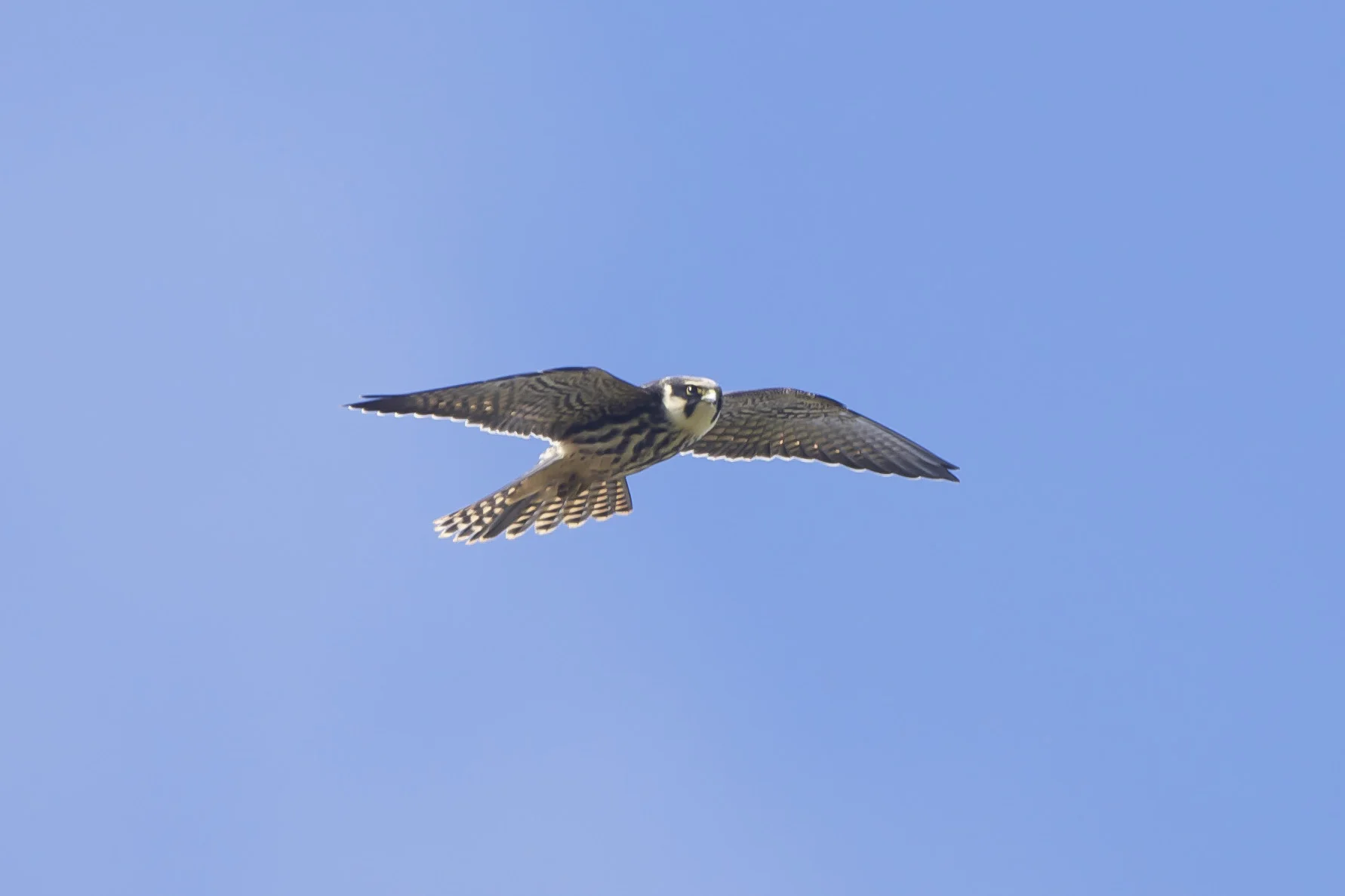 hobby (1 of 1).jpg