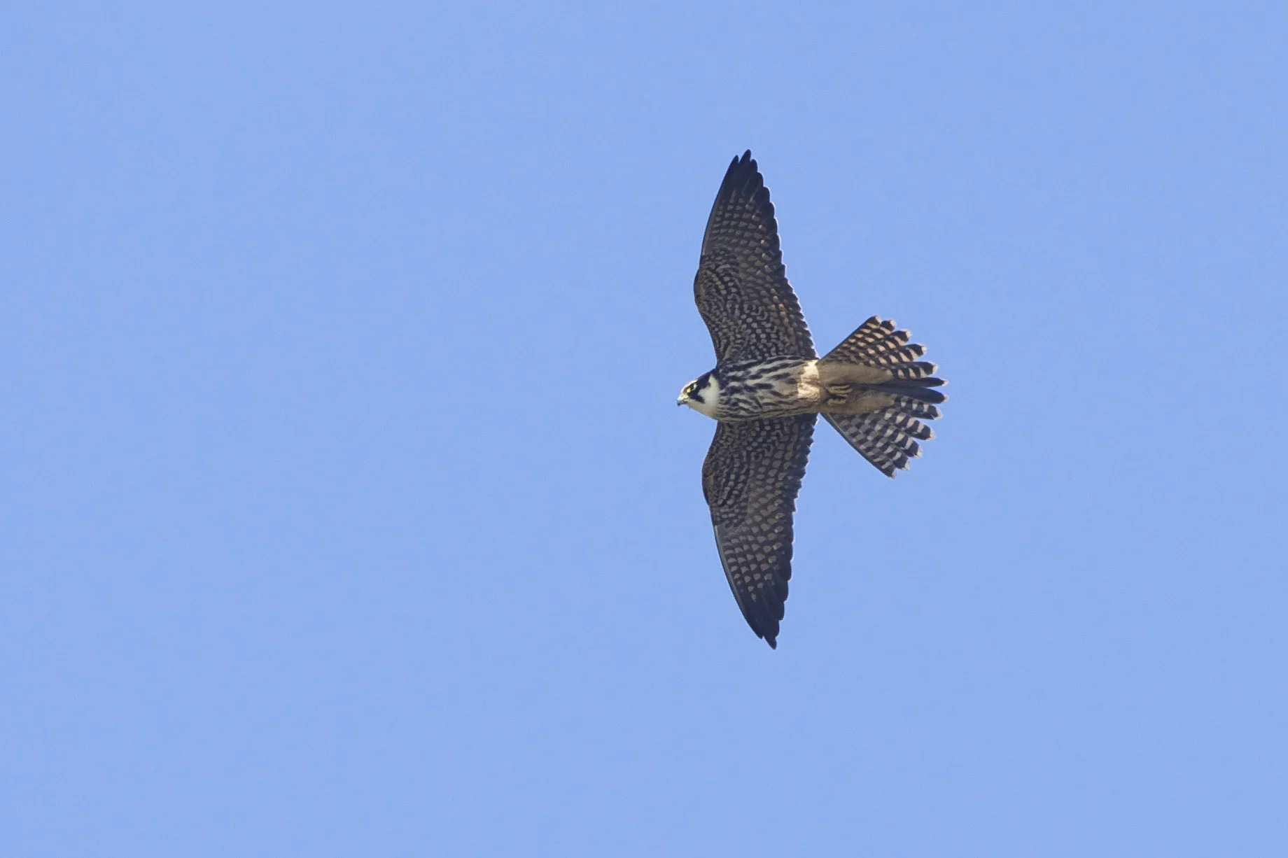 hobby (3 of 1).jpg