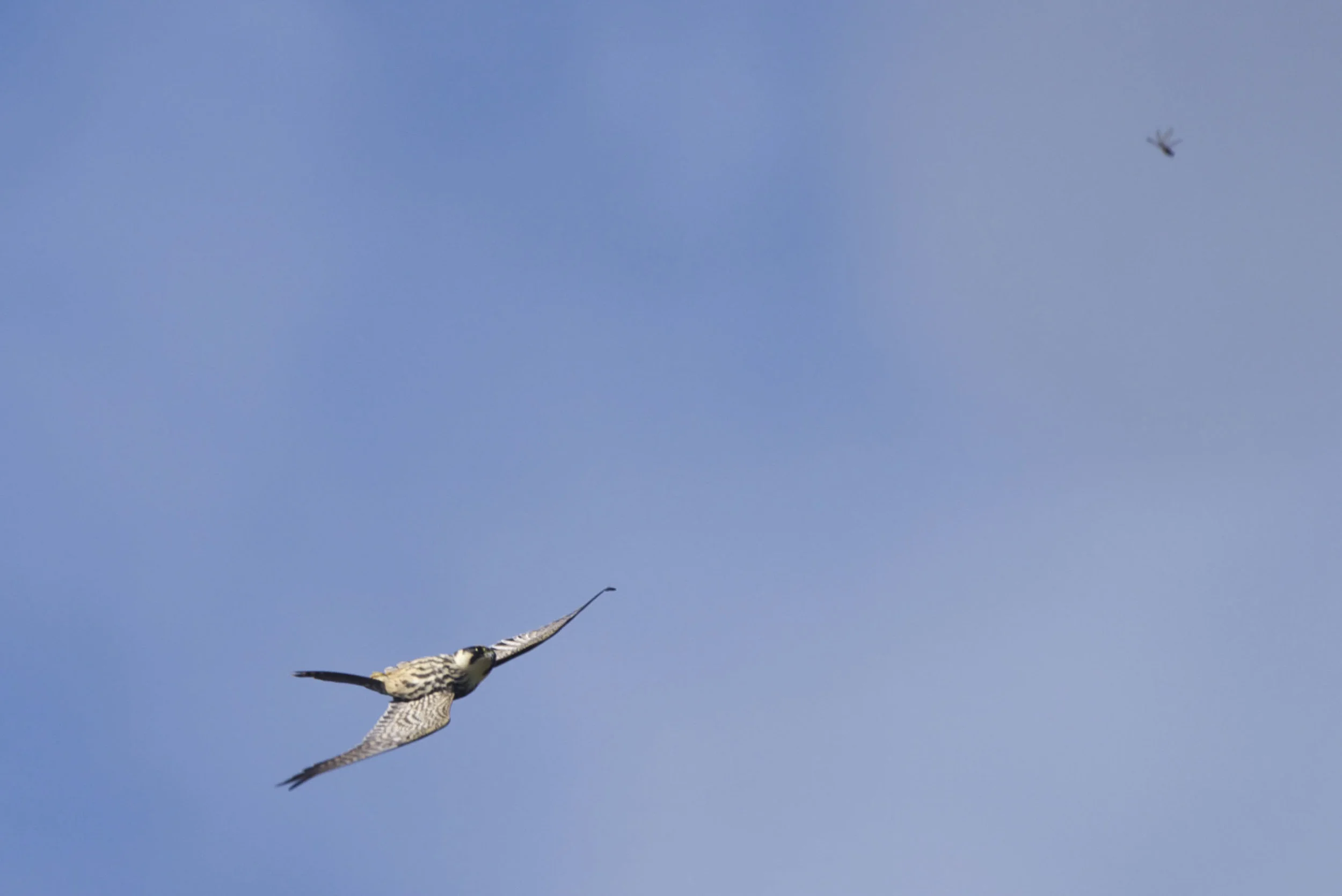 hobby (4 of 1).jpg