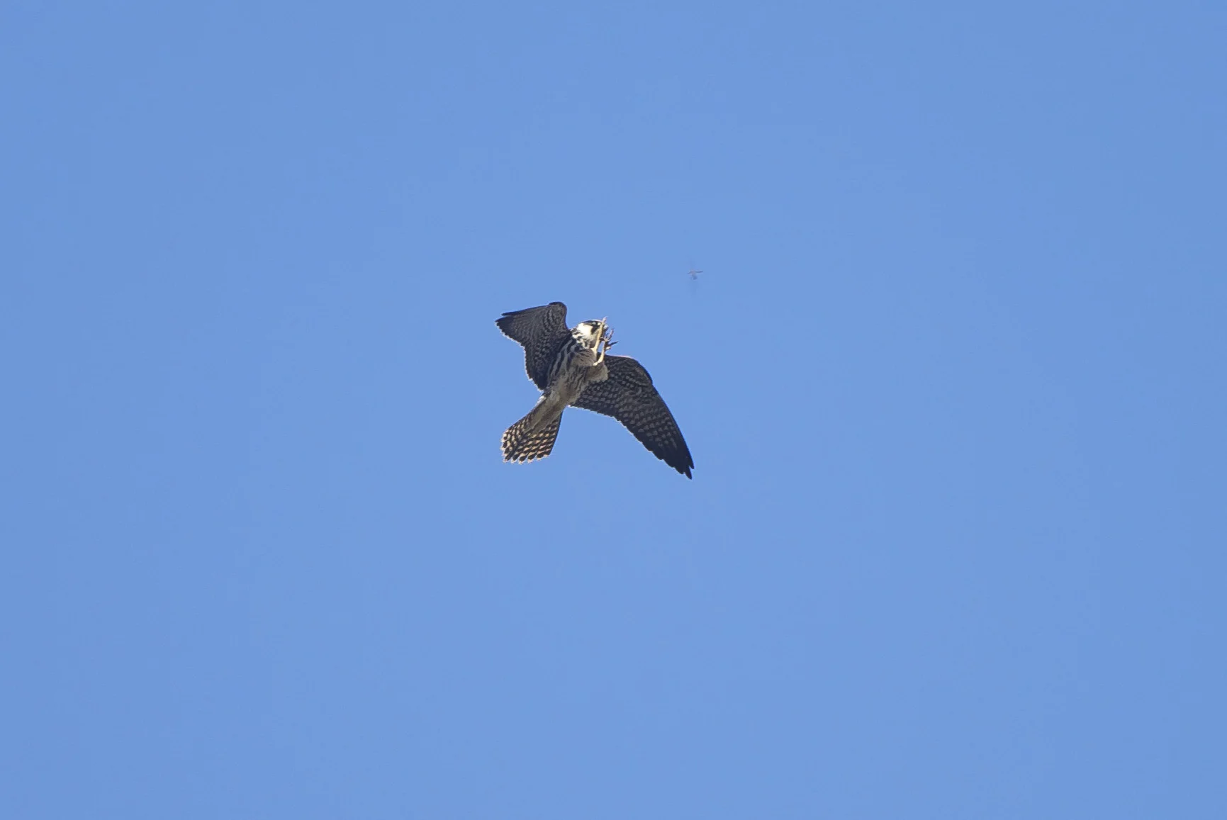 hobby (6 of 1).jpg