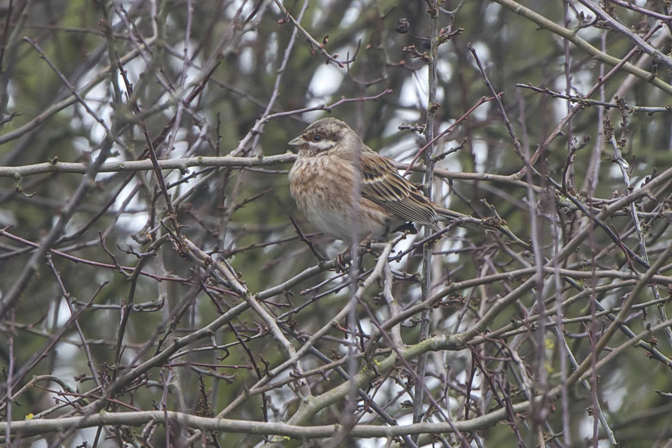 Pine Bunting