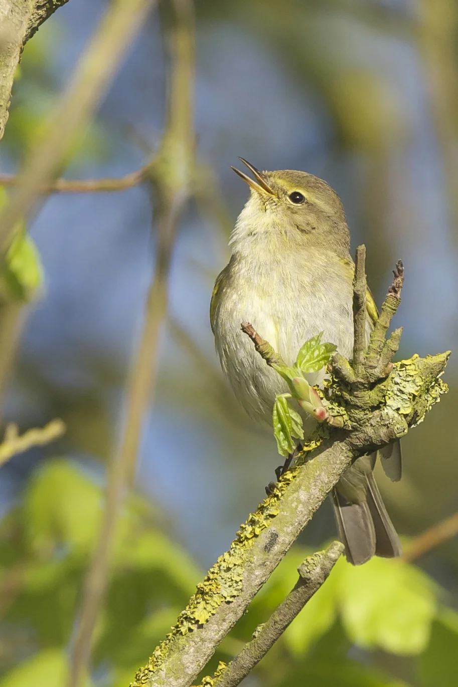 Iberian Chiff Chaff Kilnsea