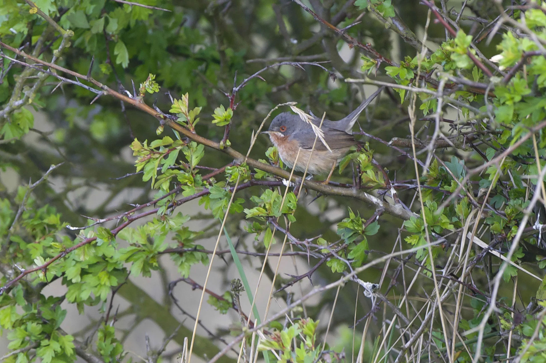 Subalpine Warbler at Spurn
