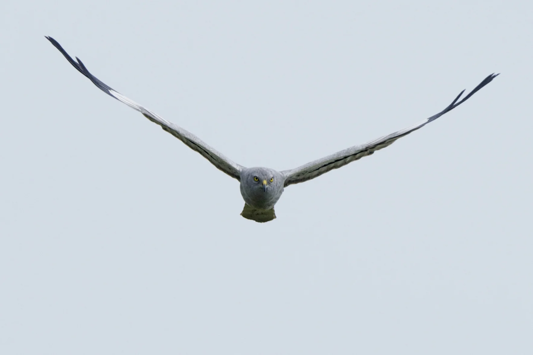 Montagu's Harrier-Sunk Island
