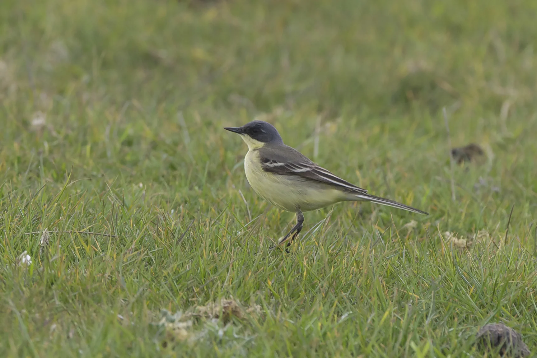 Grey-Headed Wagtail-Spurn