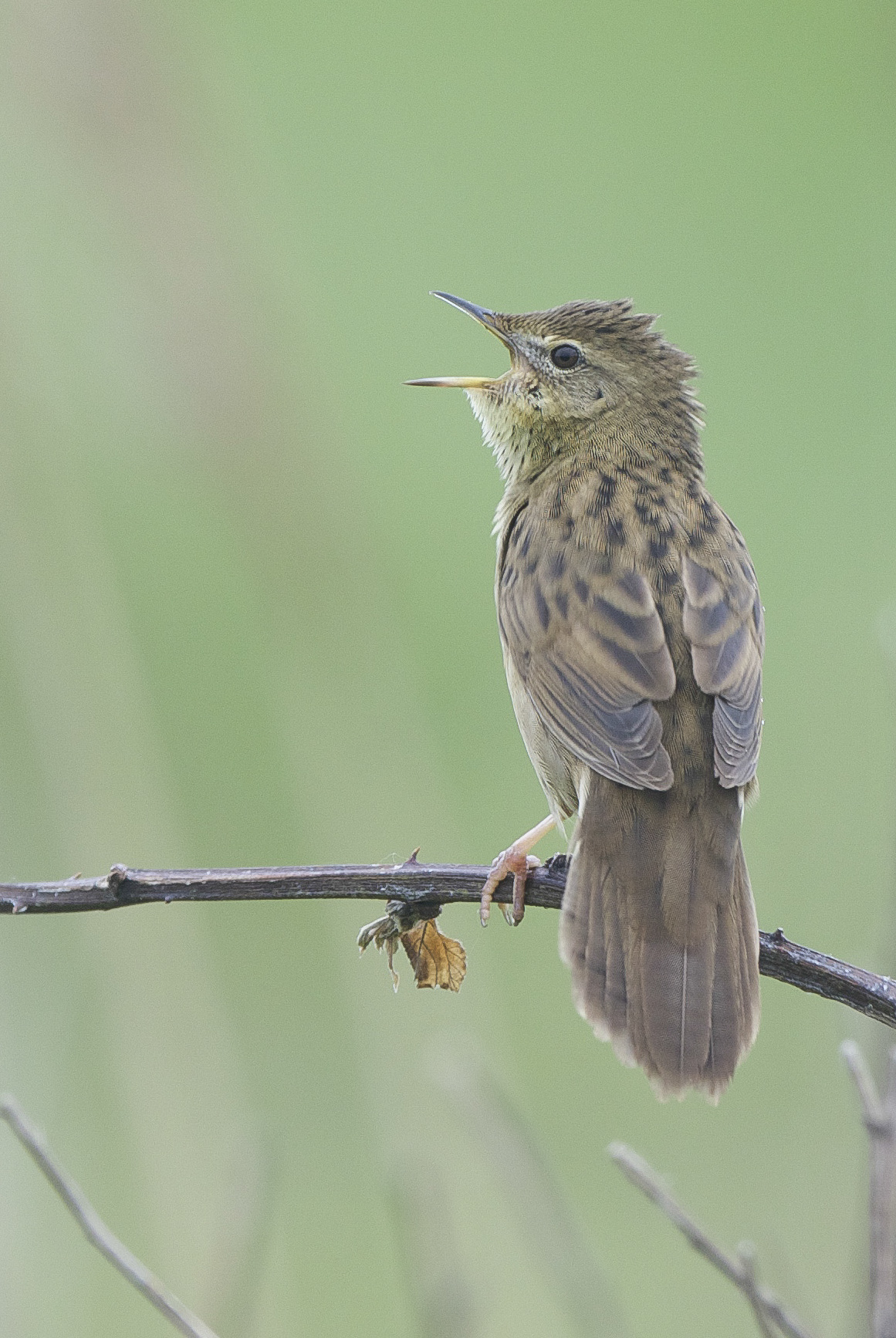 Grasshopper Warbler-Sammy's Point