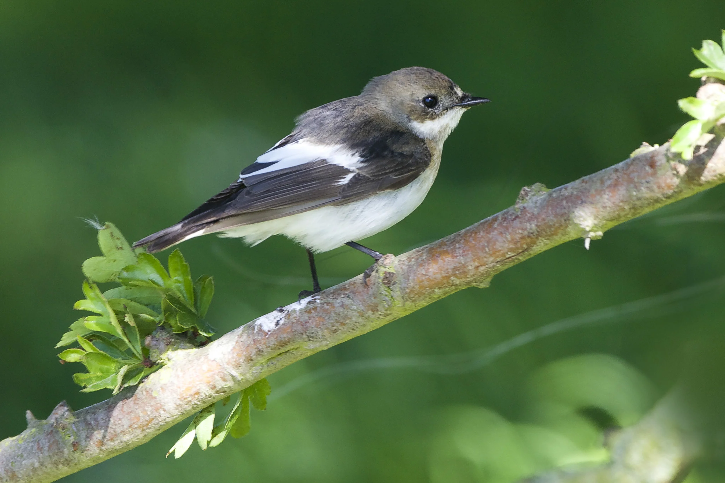 Pied Flycatcher-Sammy's Point