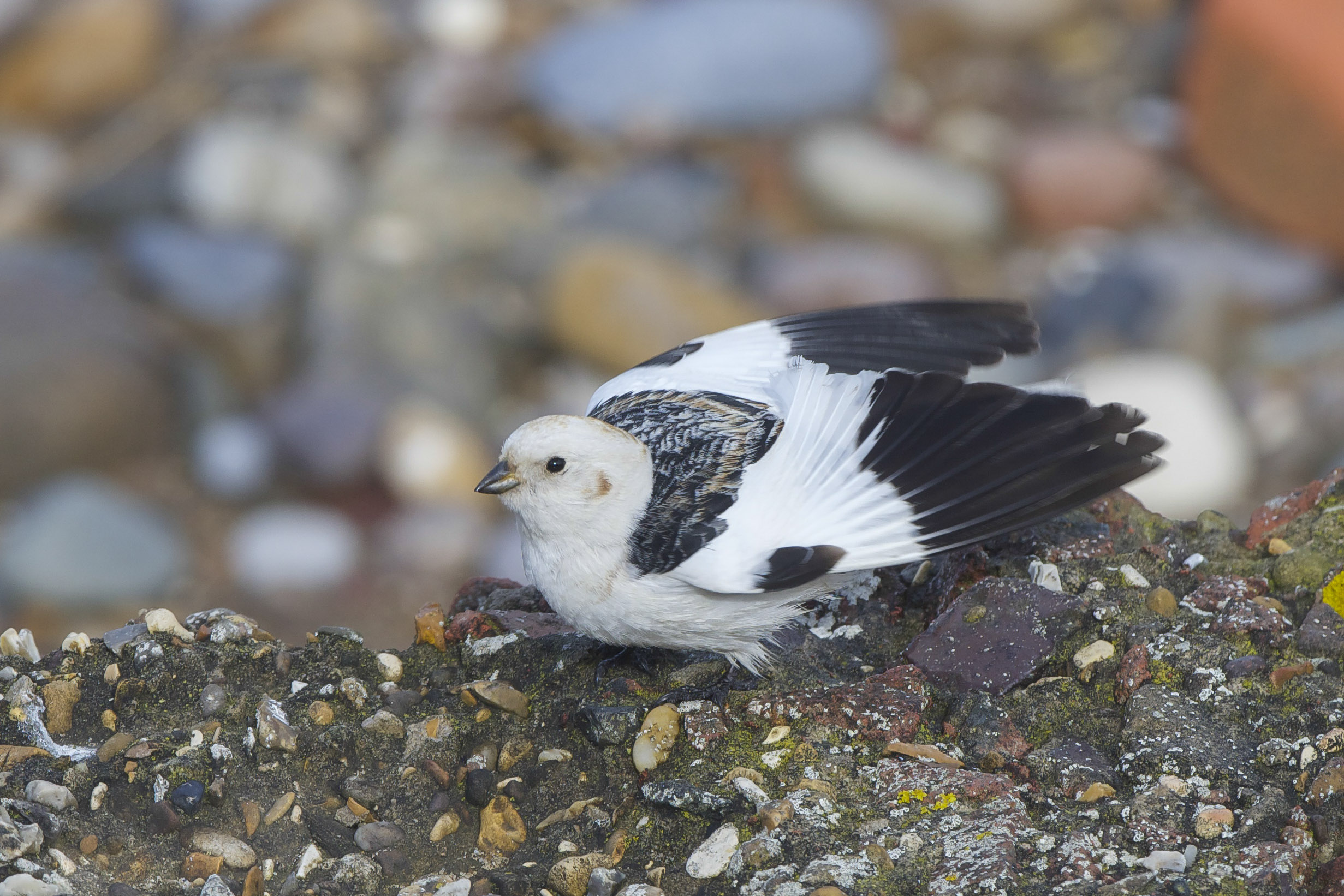 Snow Bunting-Spurn