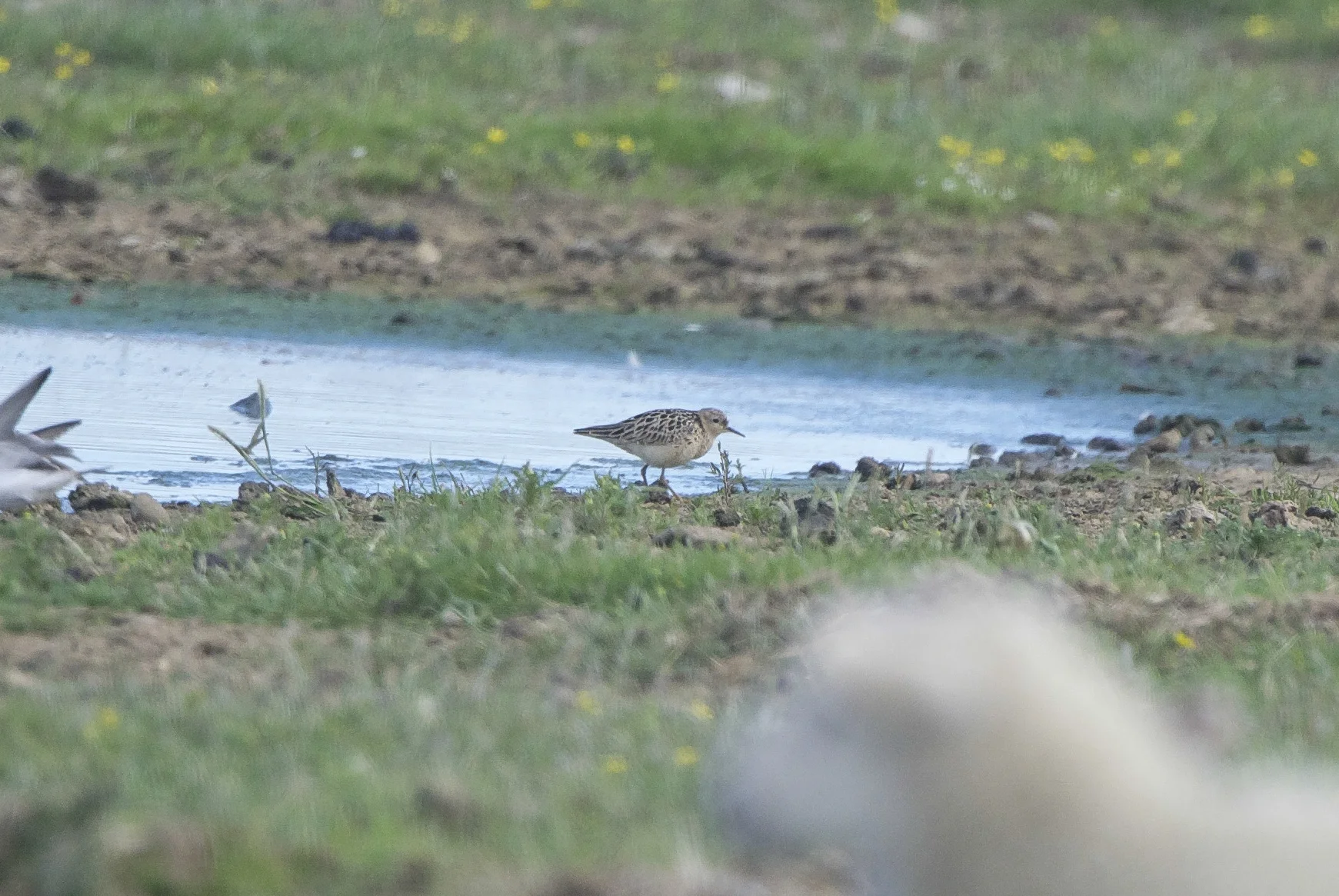 Buff-breasted Sandpiper at Kilnsea Wetlands