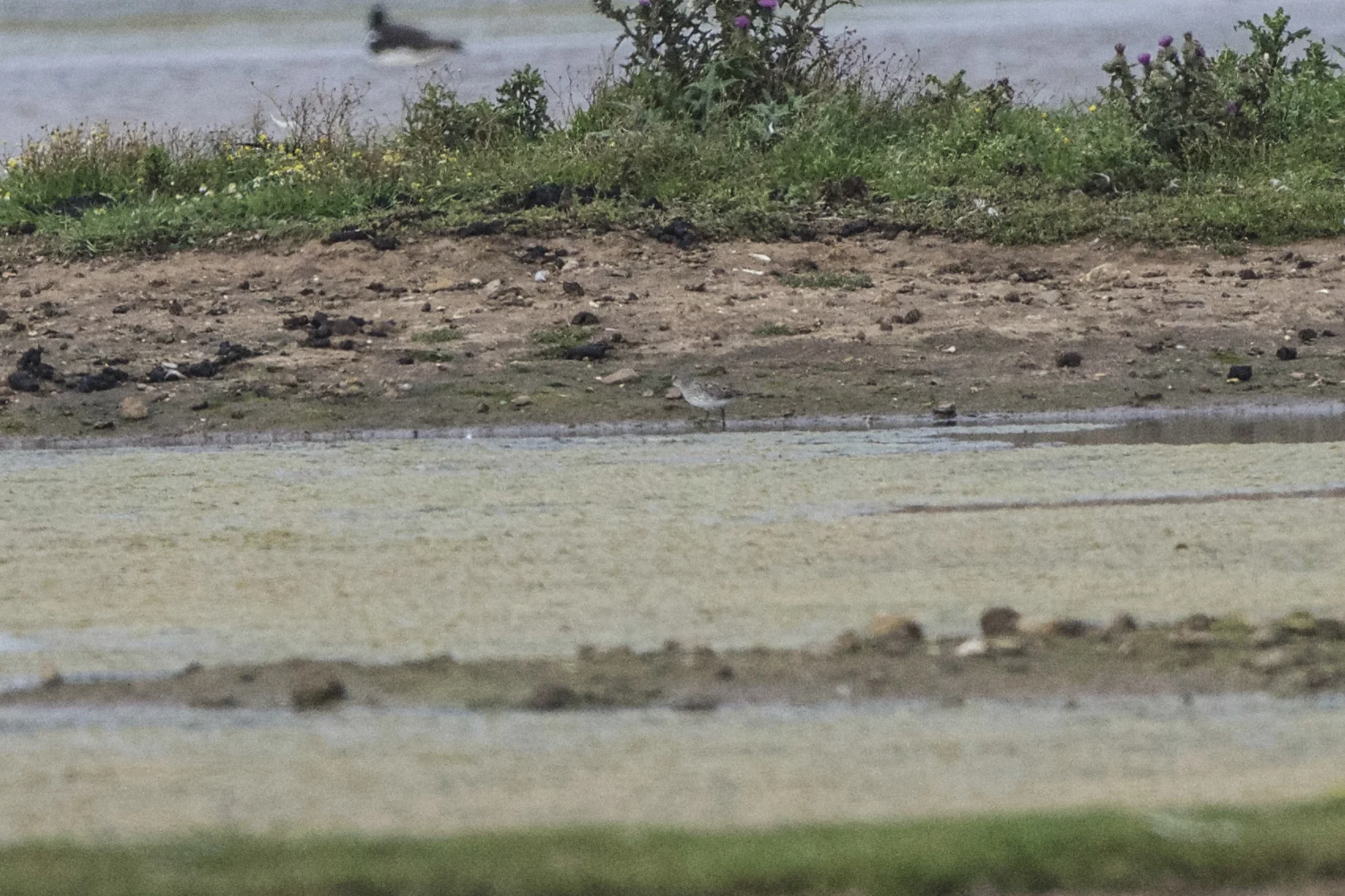 White rumped sandpiper at Kilnsea Wetlands