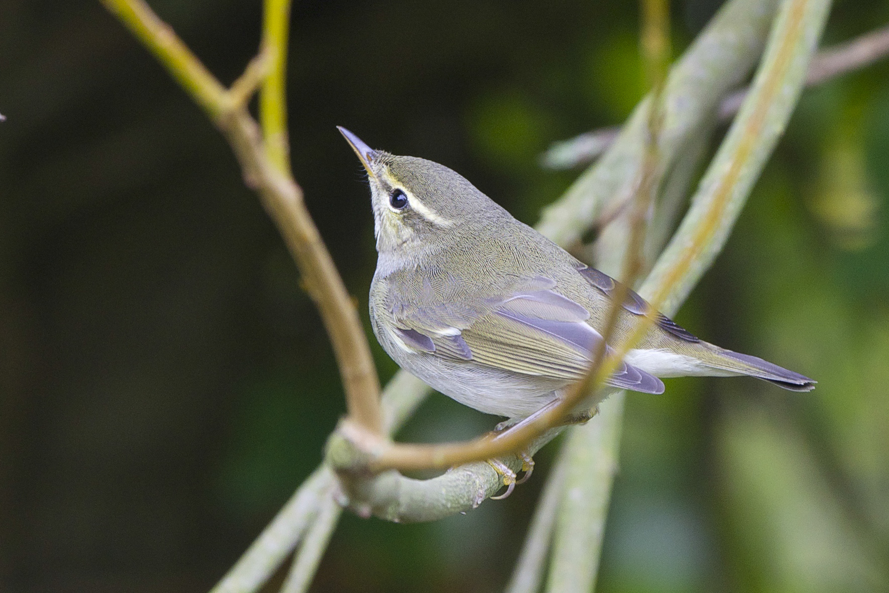 Arctic Warbler at Kilnsea
