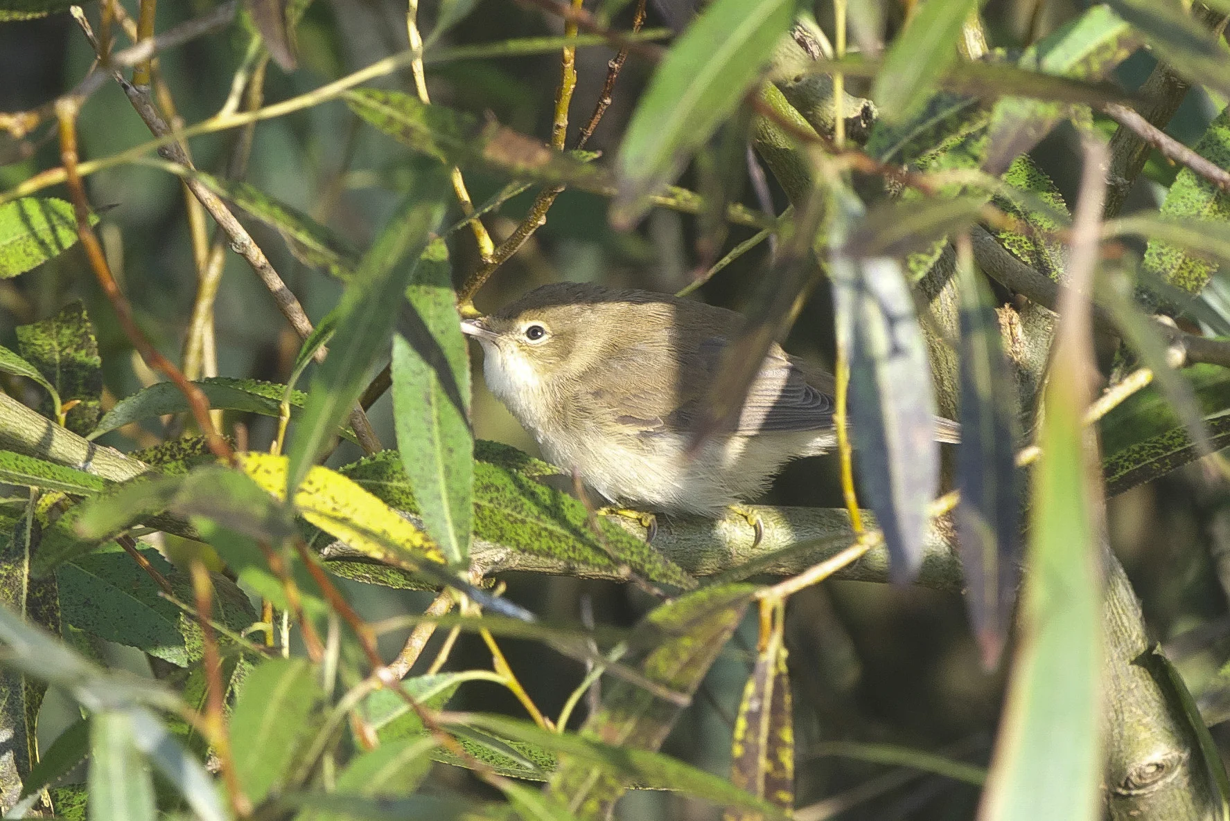 Marsh Warbler at Spurn