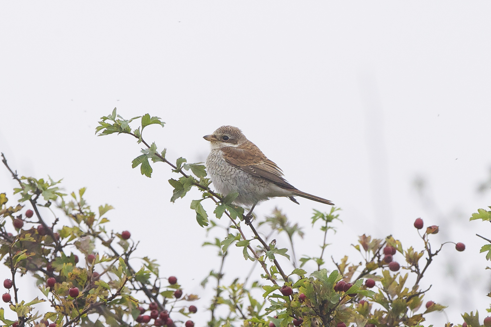 Red-Backed Shrike at Easington