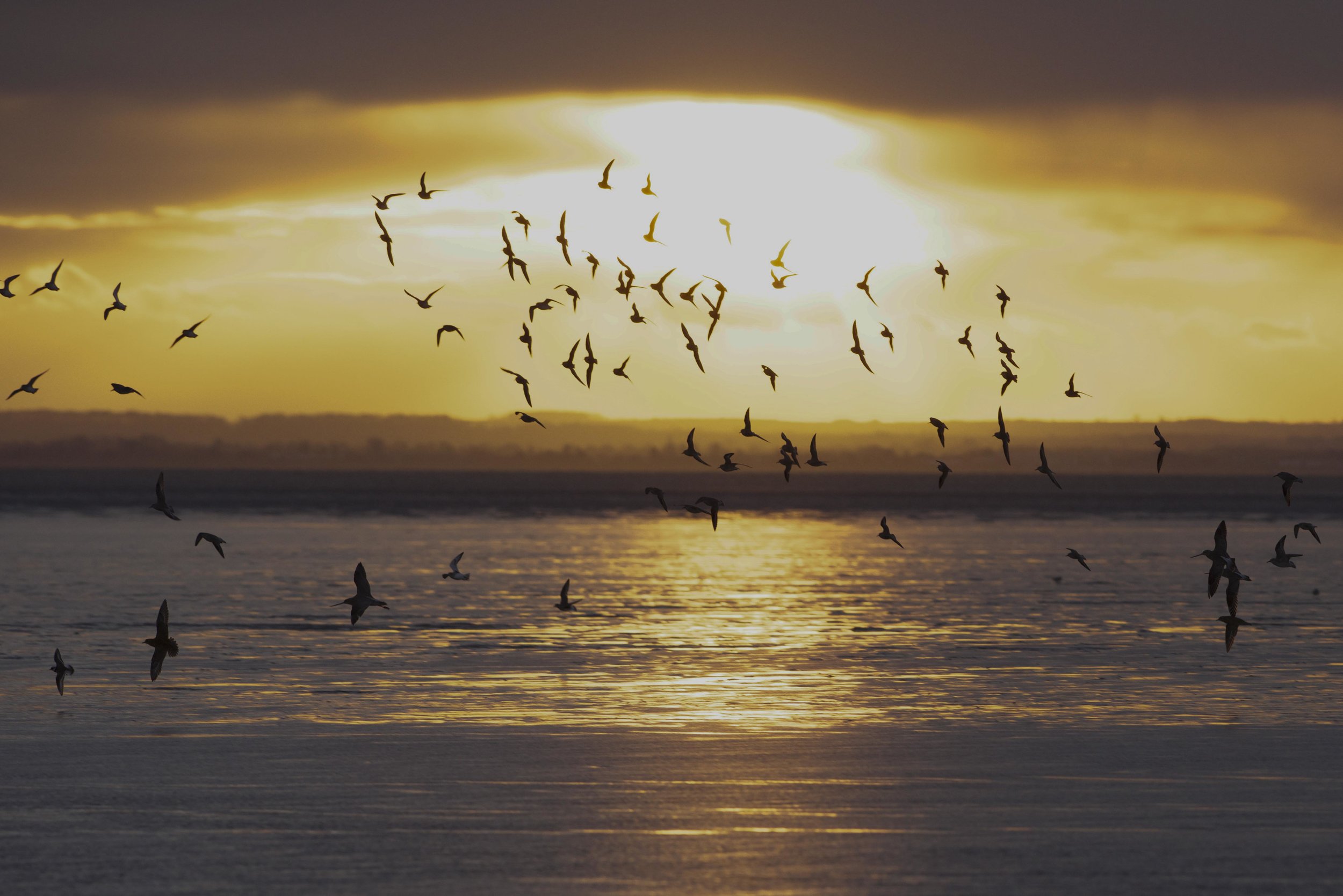Waders at Kilnsea