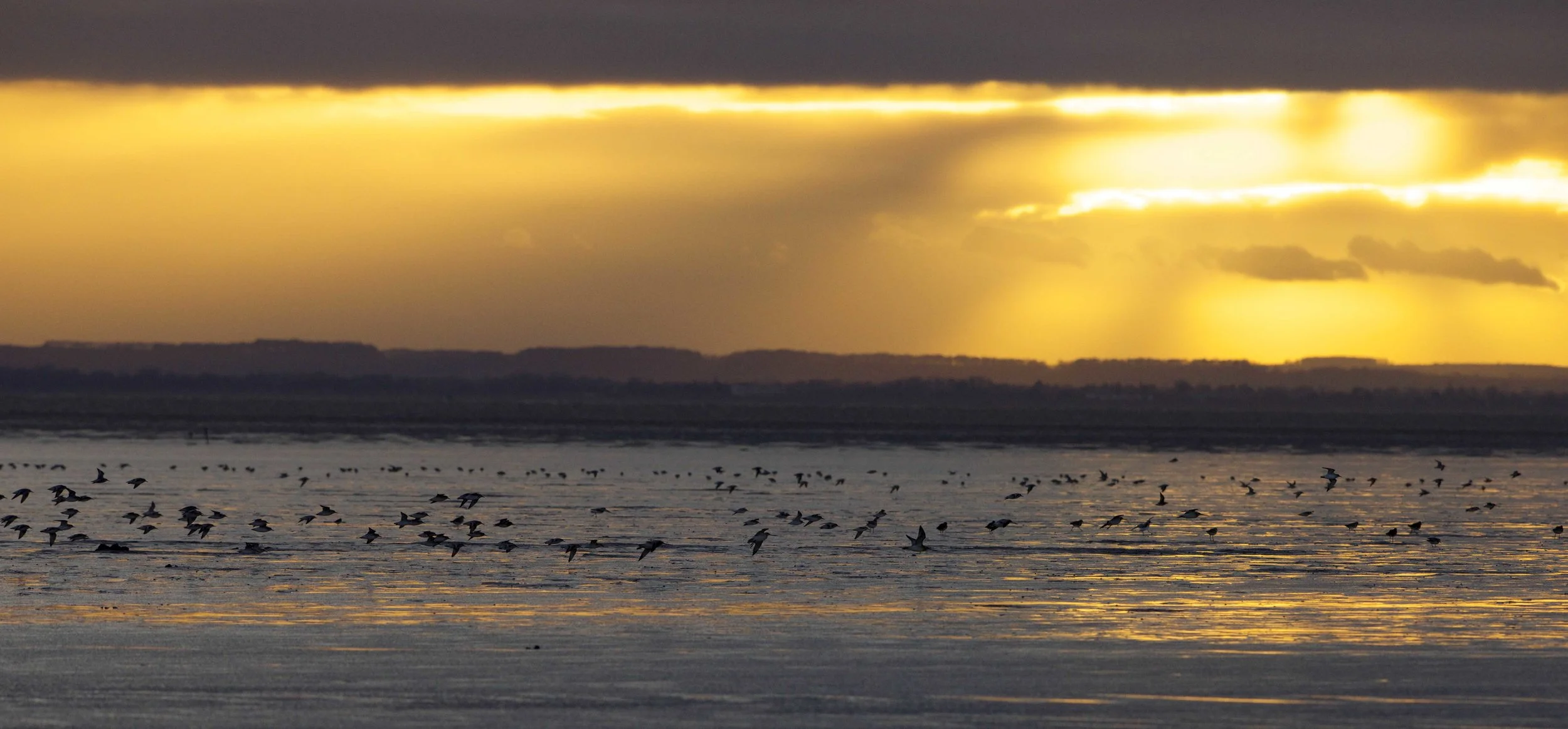 Waders at Kilnsea
