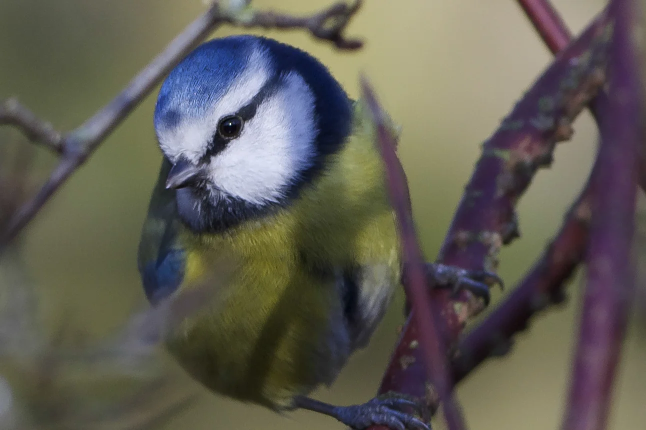 Blue Tit at Hessle Country Park