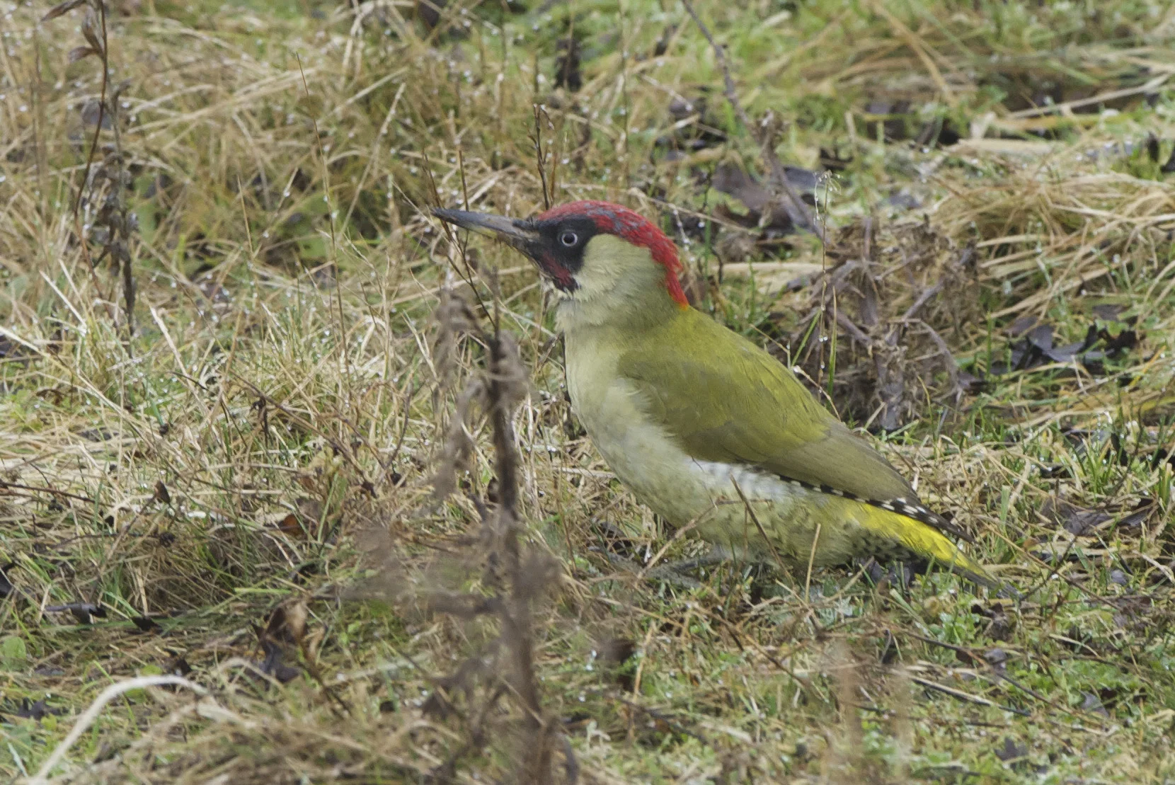 Green Woodpecker at North Cave Wetlands