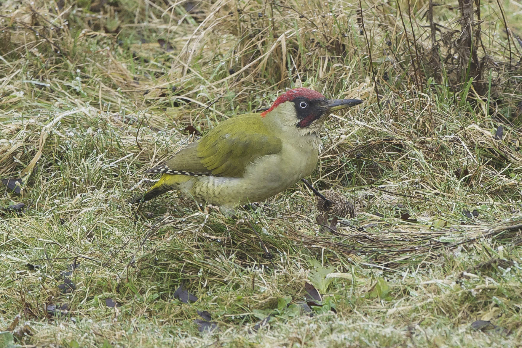Green Woodpecker at North Cave Wetlands