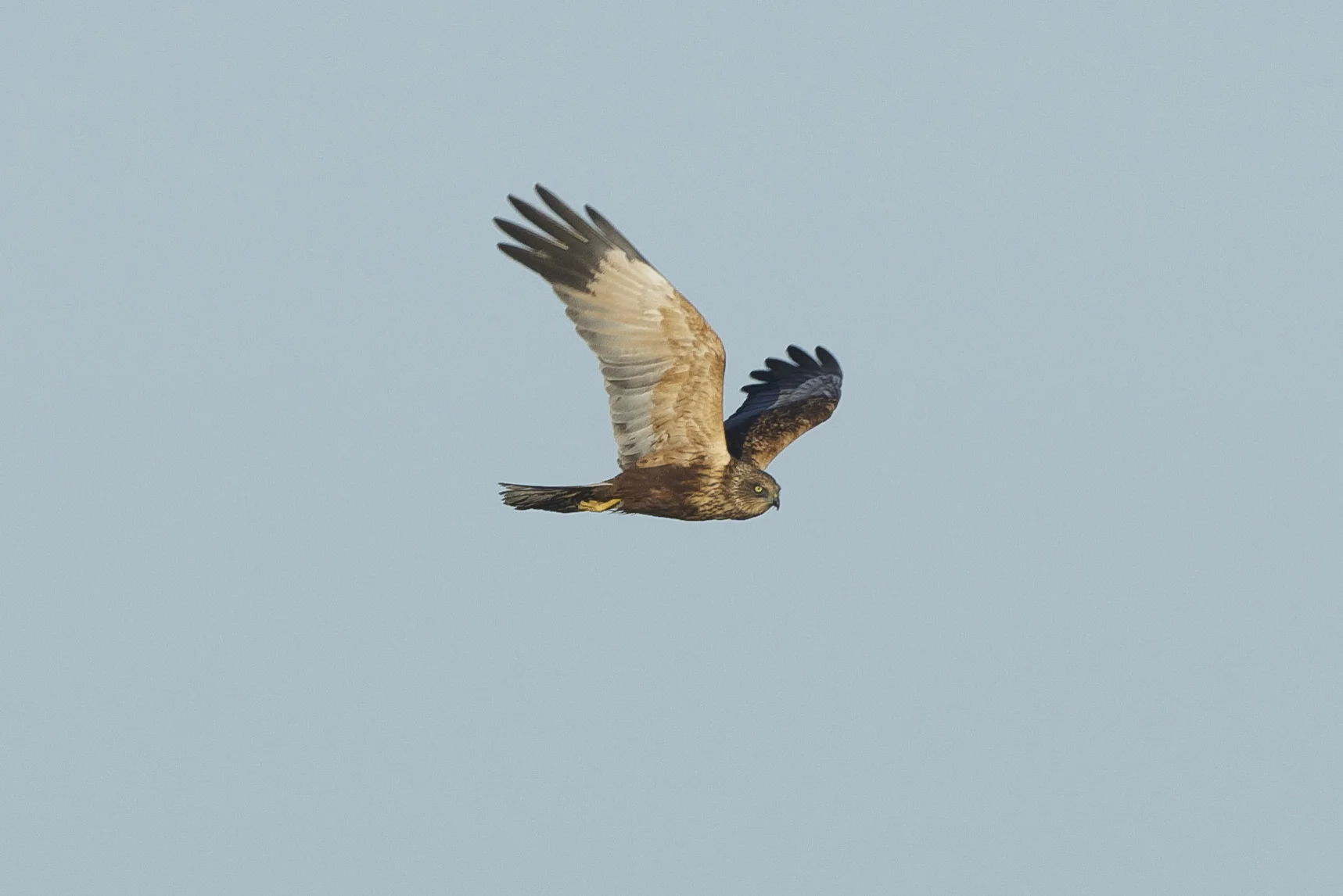 Marsh Harrier at Welwick