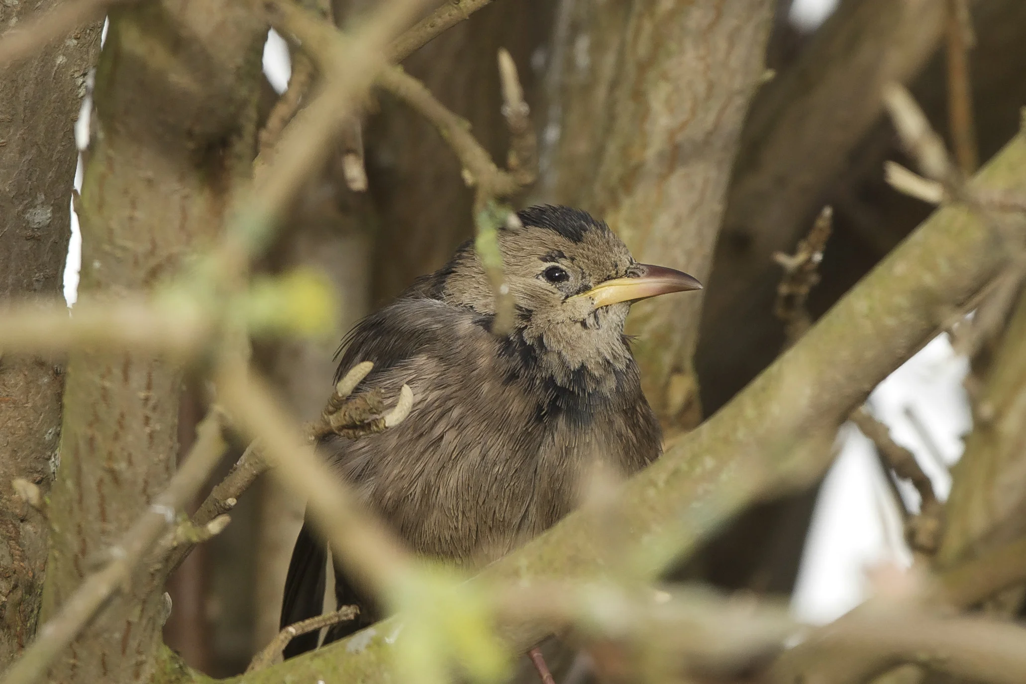 Rose Coloured Starling at Easington