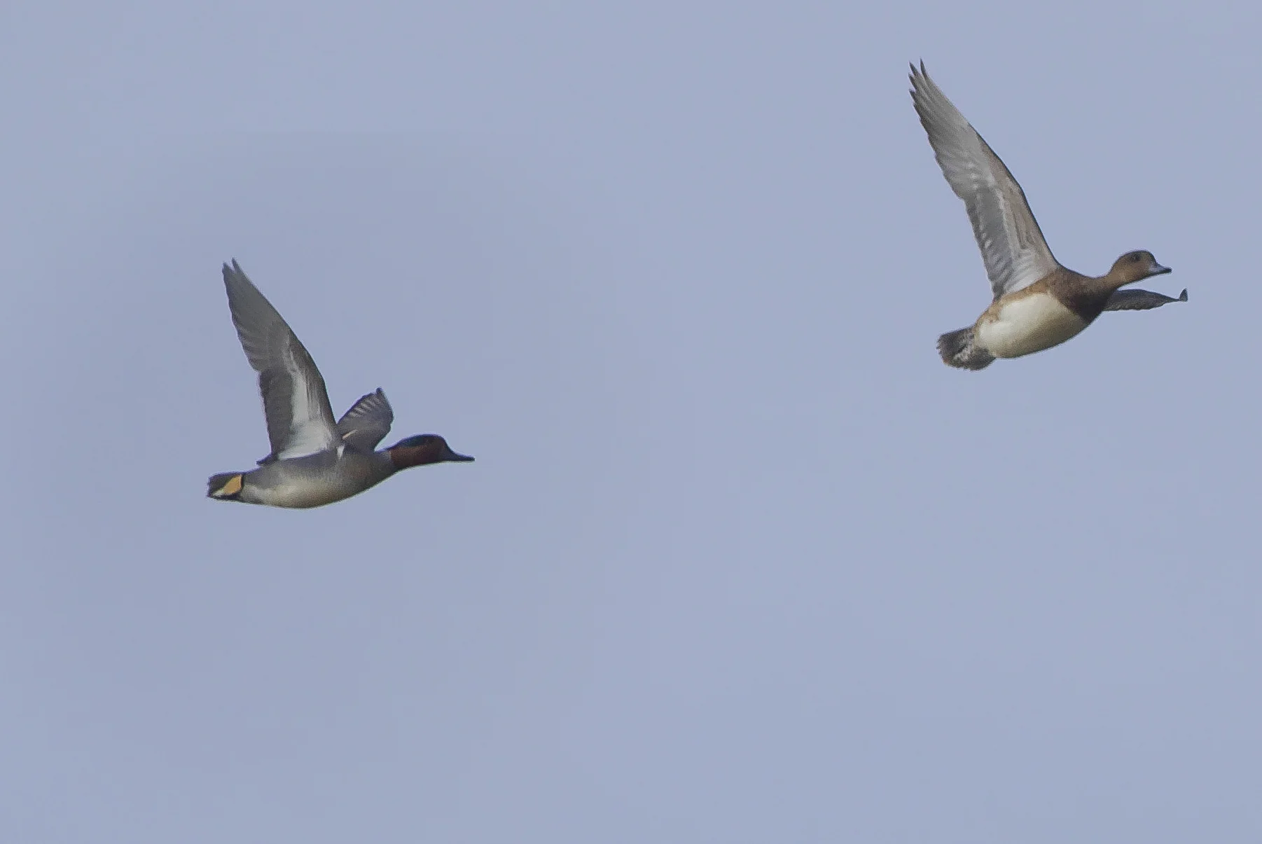 Green Winged Teal Kilnsea Wetlands