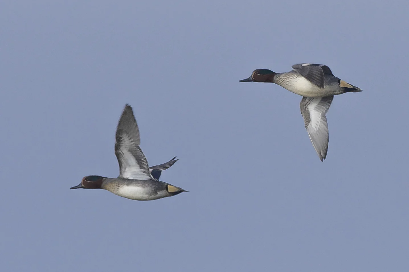 Teal Kilnsea Wetlands