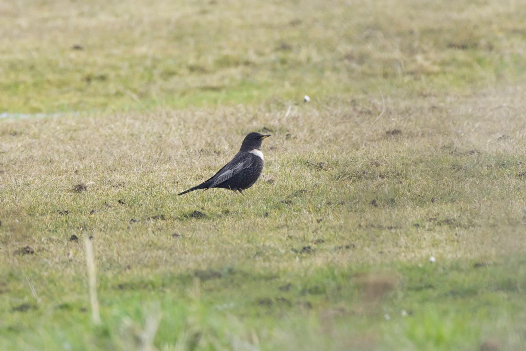 Ring Ouzel Sammy's Point