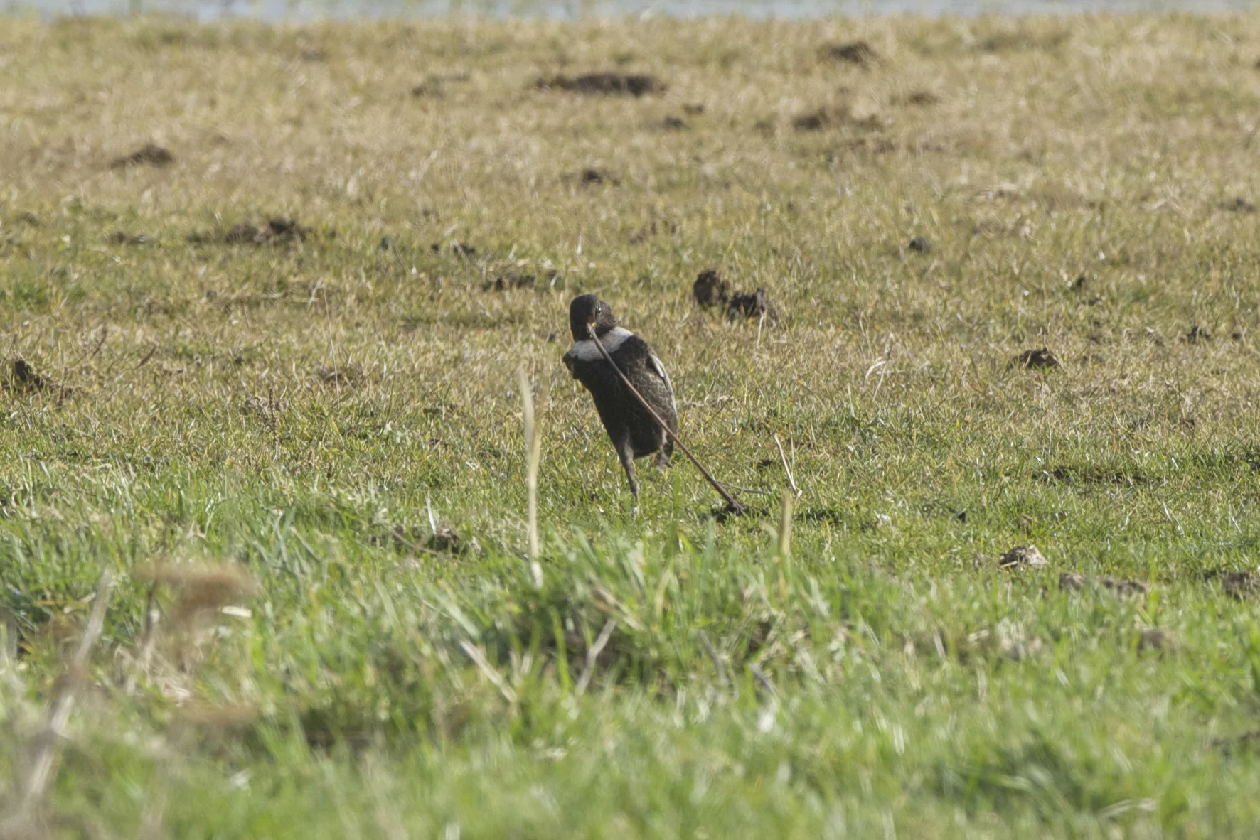 Ring Ouzel Sammy's Point