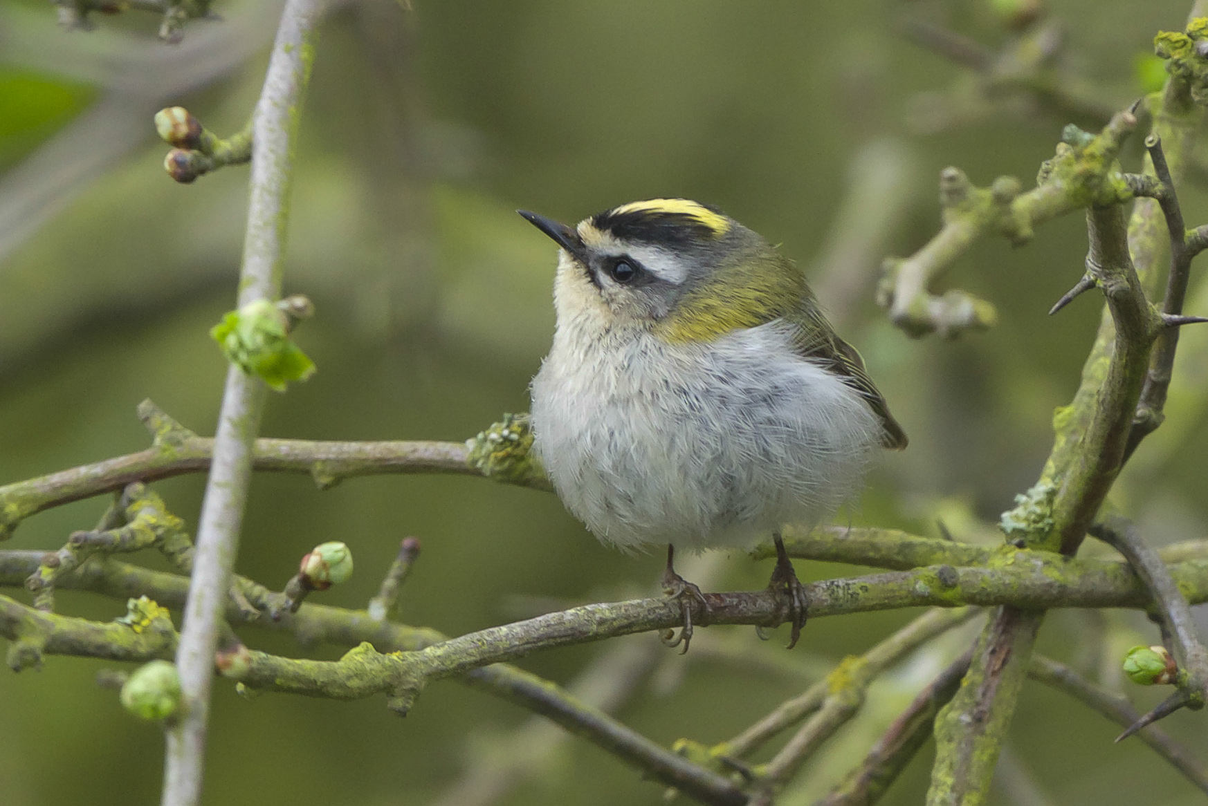 Firecrest Bluebell Pond