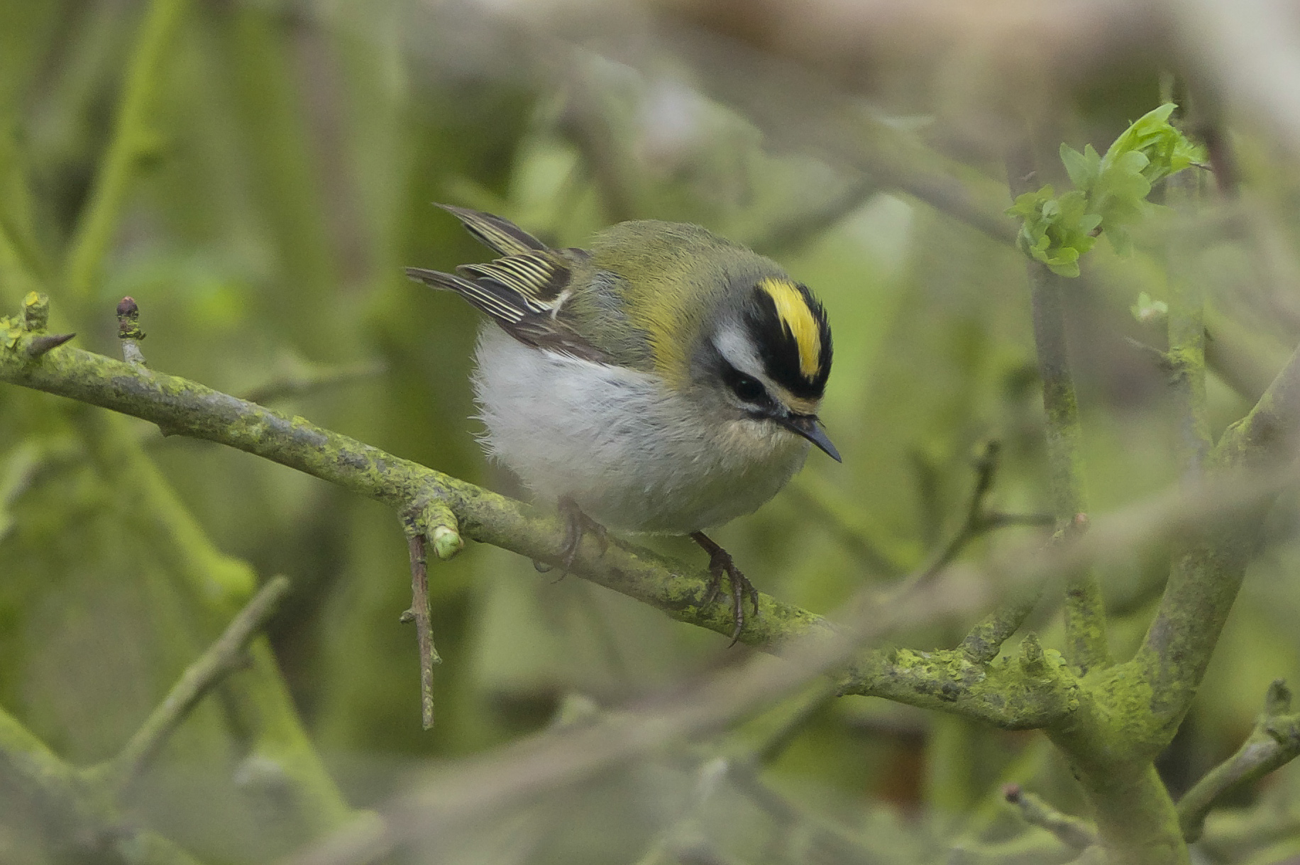Firecrest Bluebell Pond
