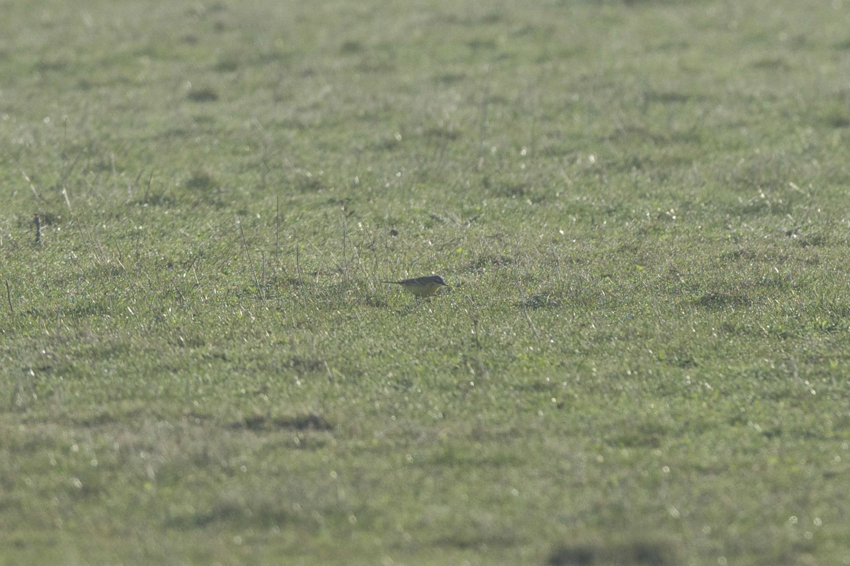 Blue Headed Wagtail Kilnsea Wetlands