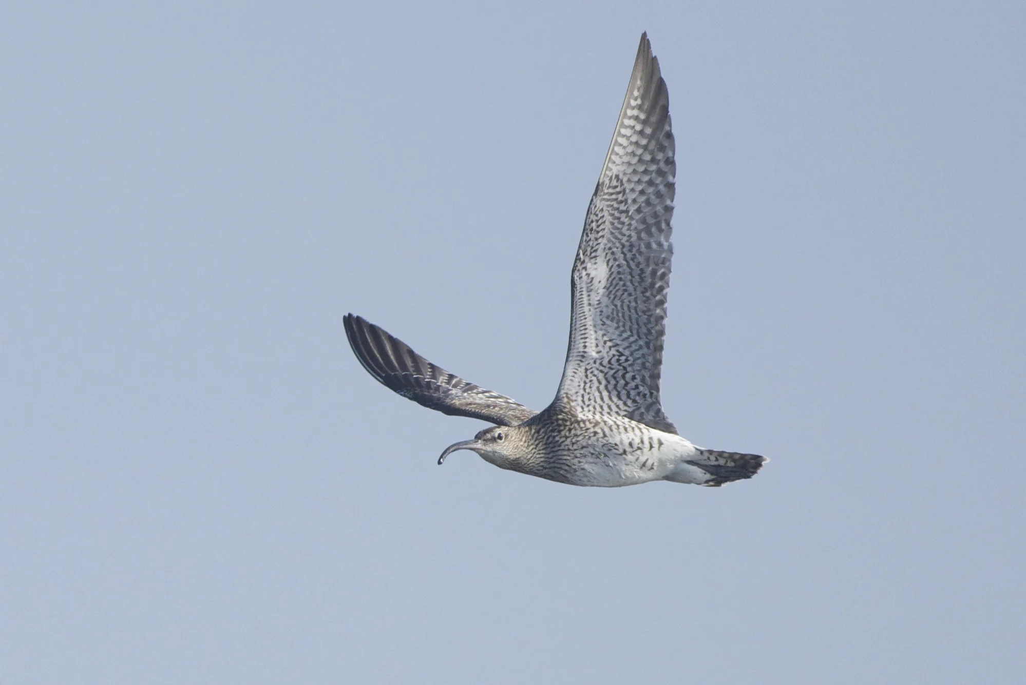 Whimbrel Kilnsea Wetlands