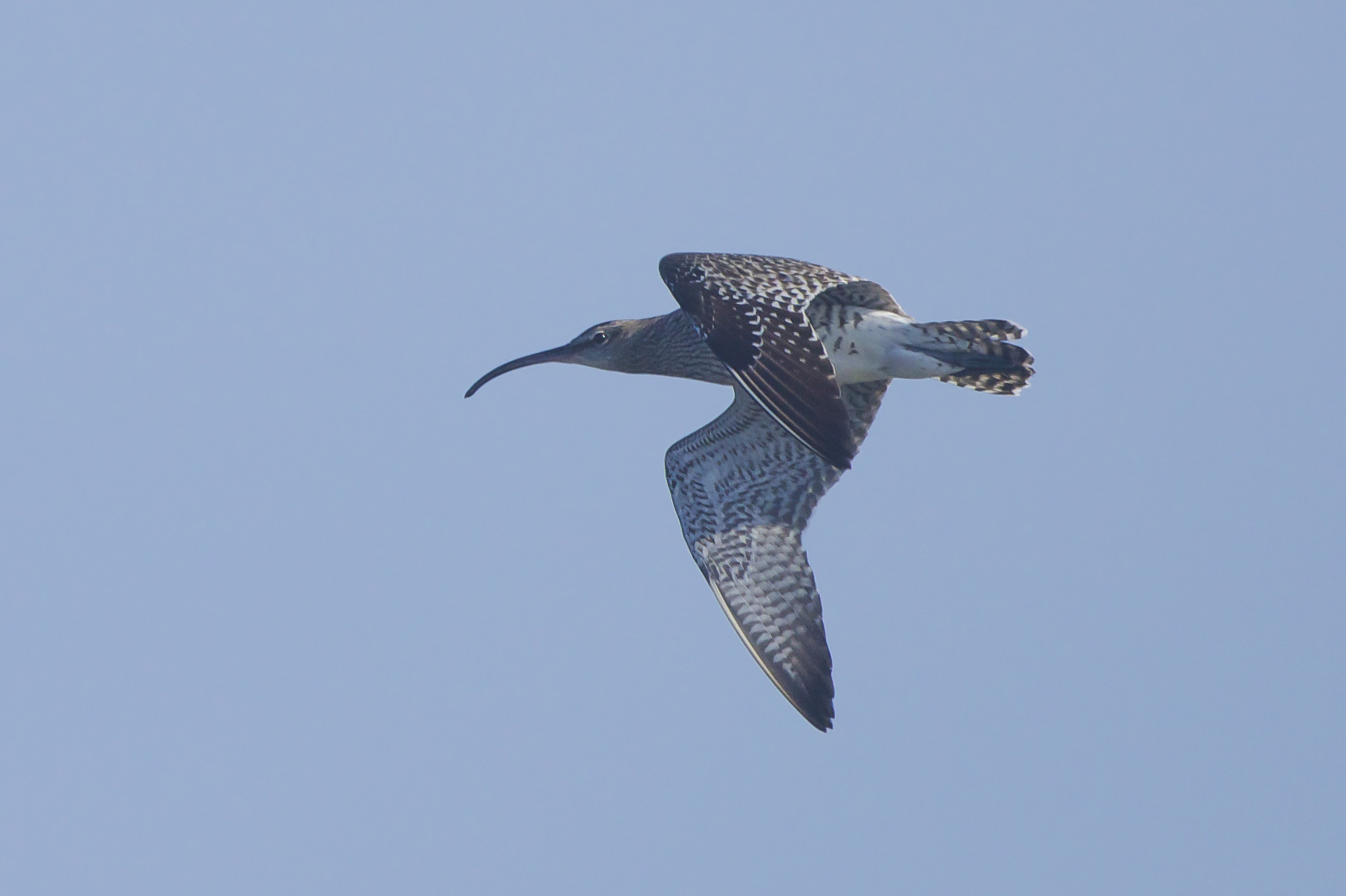Whimbrel Kilnsea Wetlands