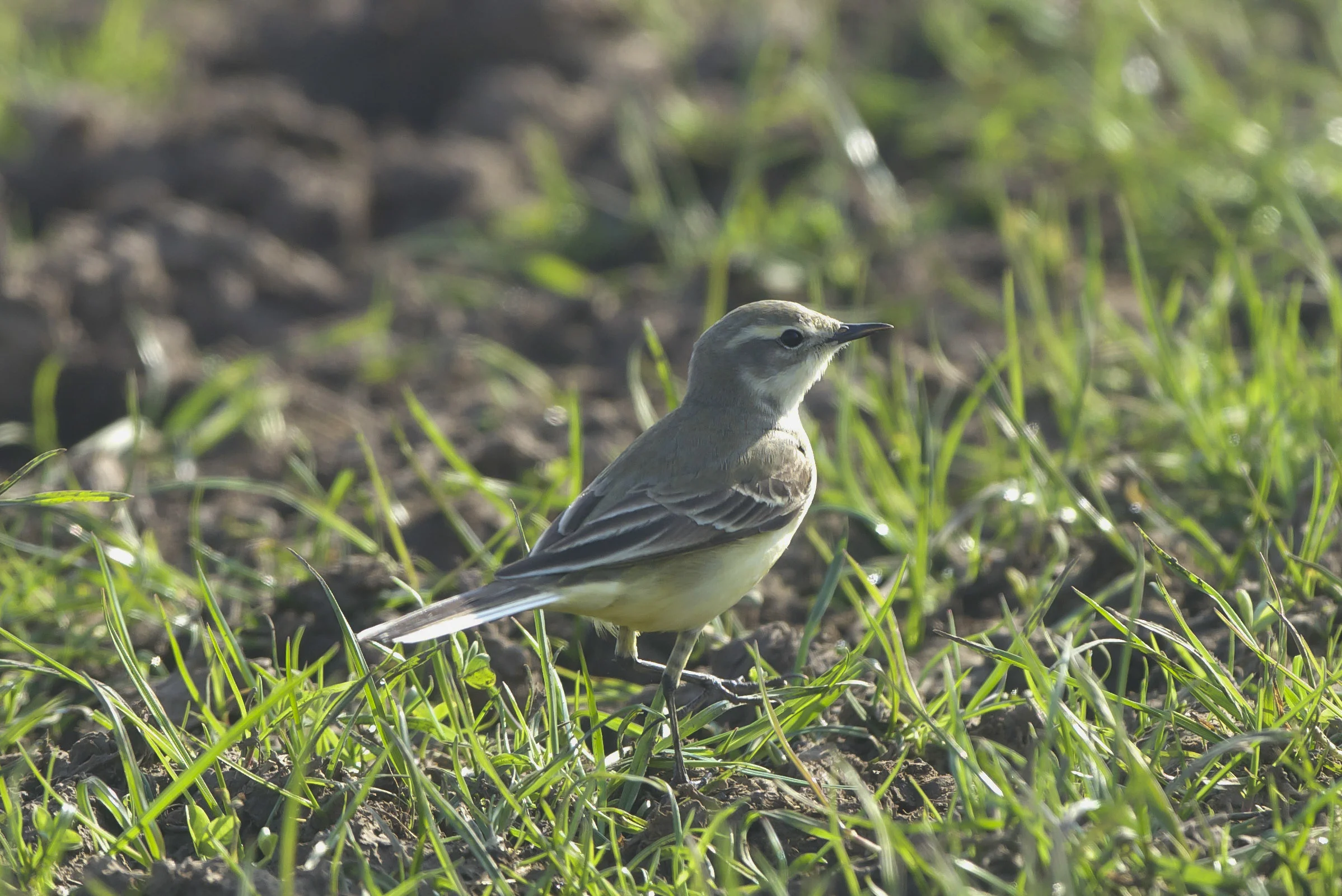 Yellow Wagtail Kilnsea Wetlands