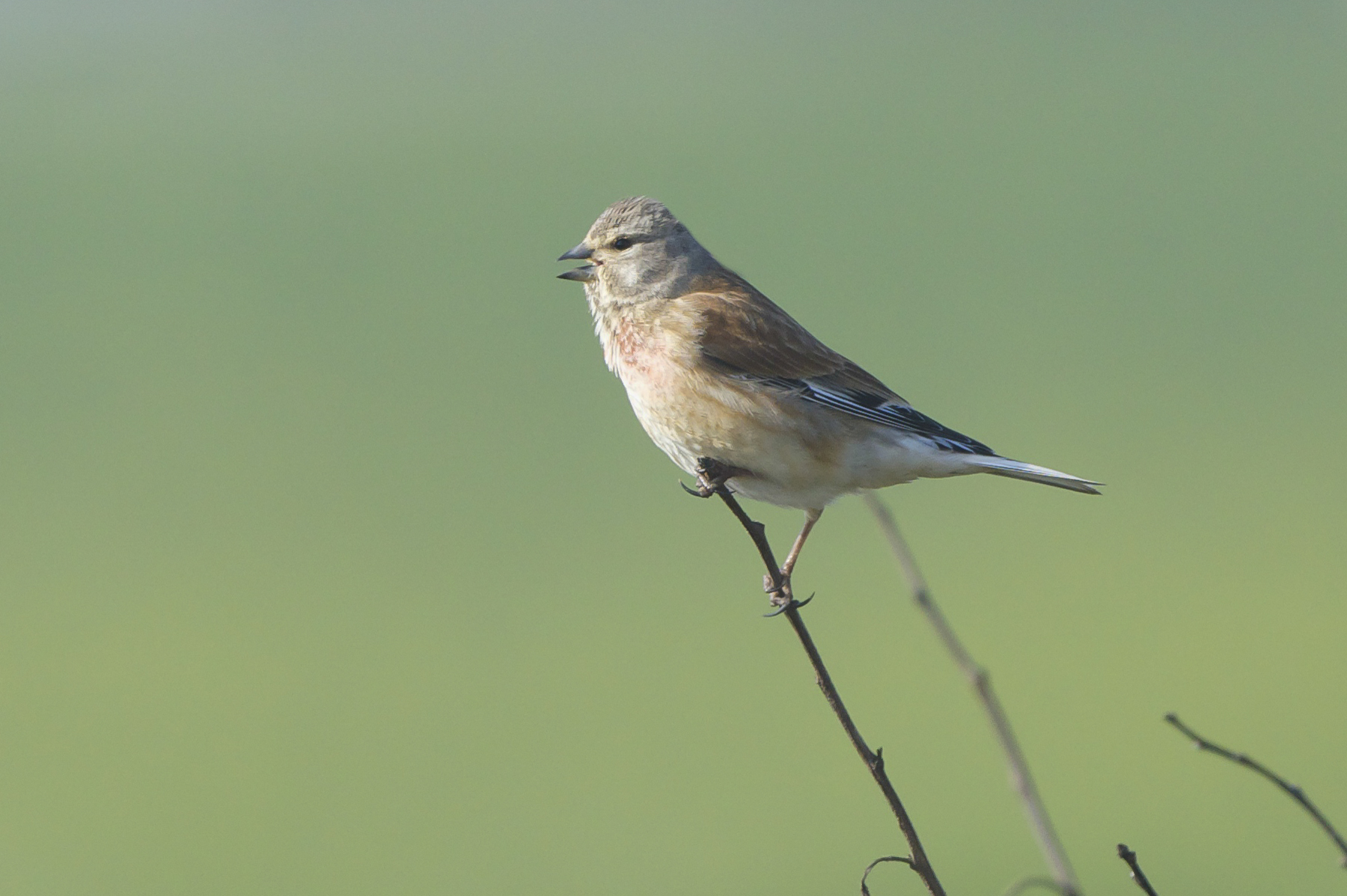 Linnet Whimbrel Kilnsea Wetlands