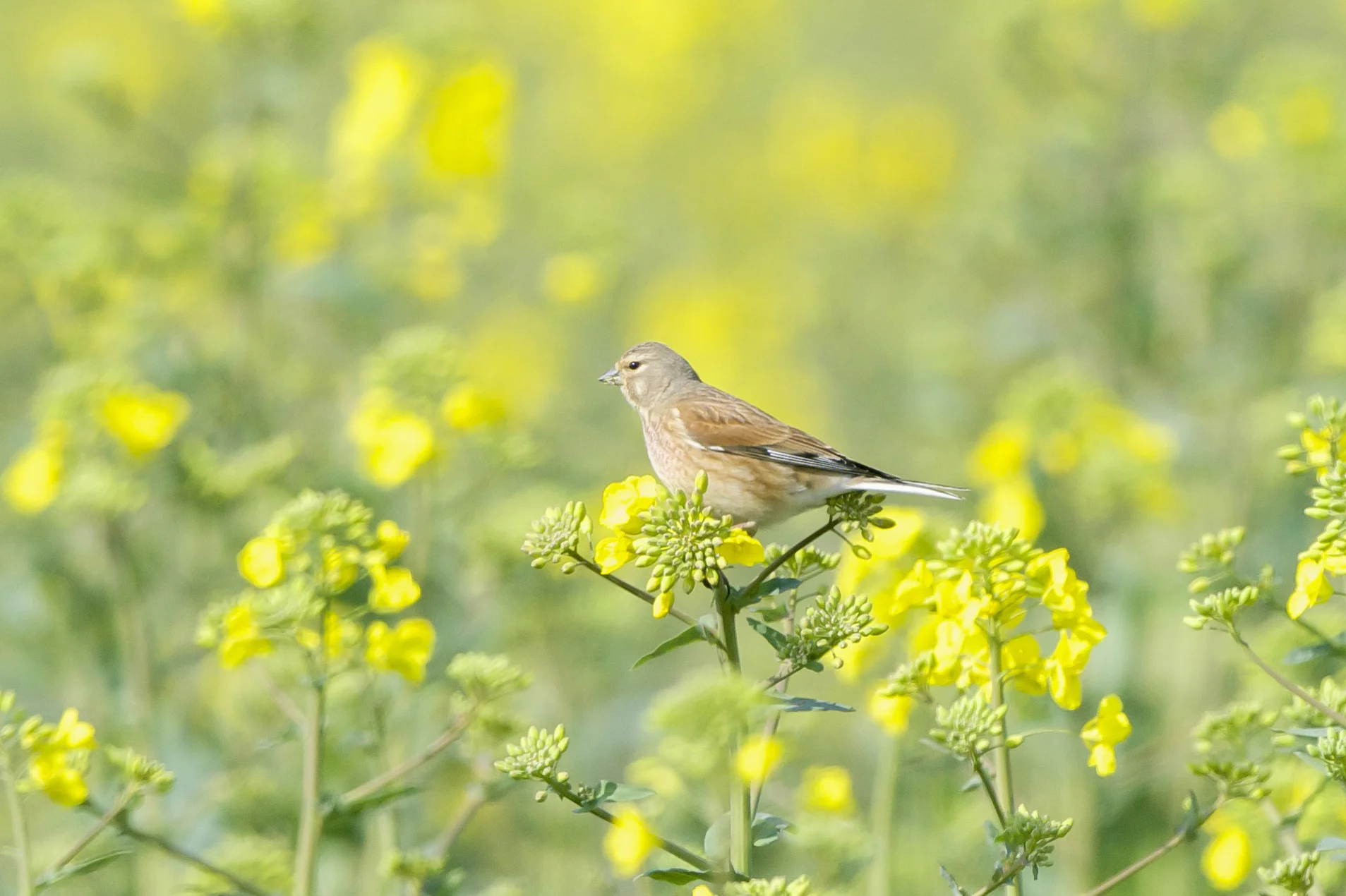 Linnet Kilnsea Wetlands