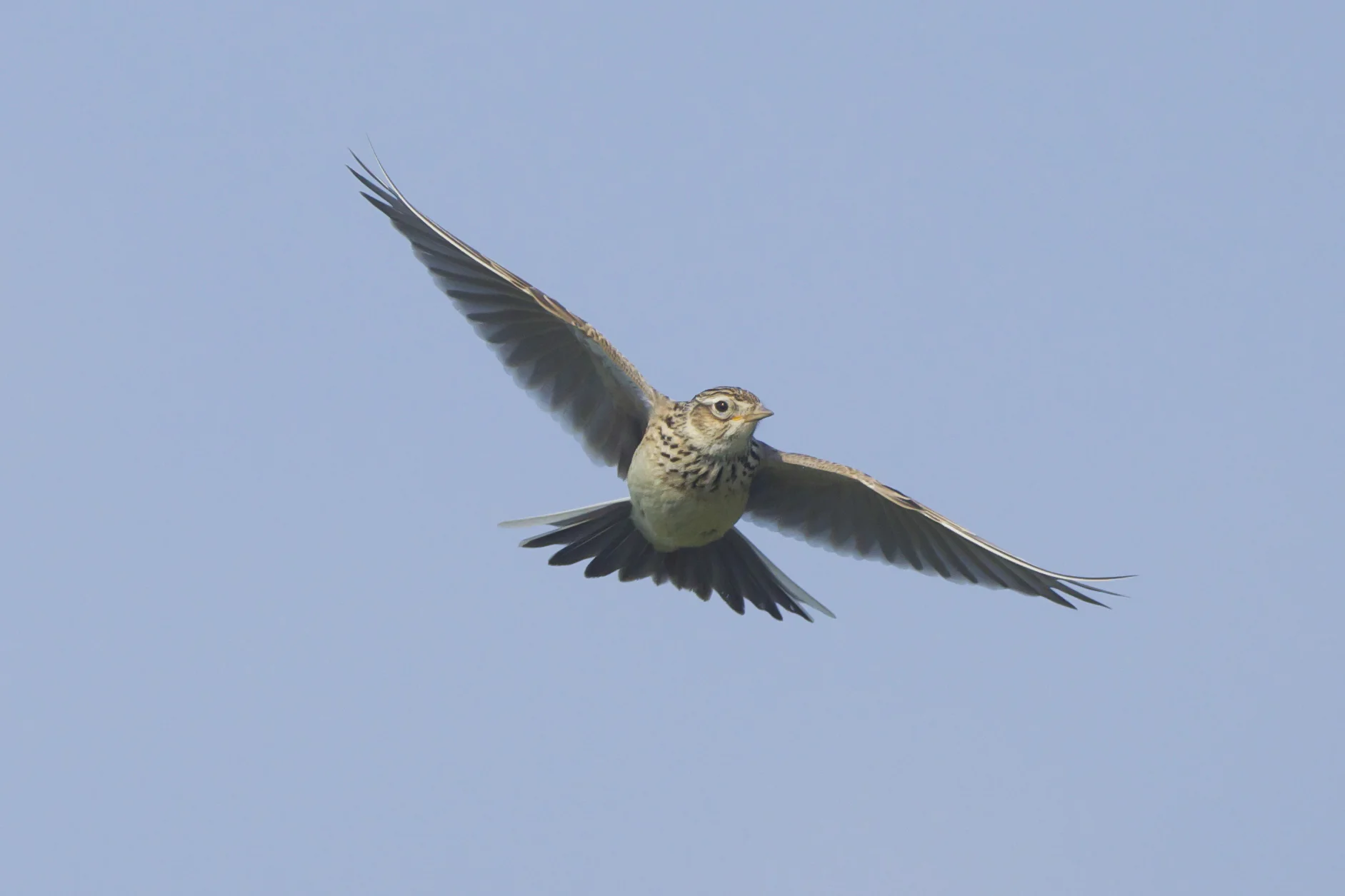 Skylark Linnet Kilnsea Wetlands
