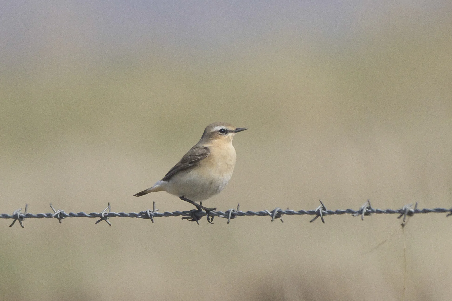 Wheatear The Warren