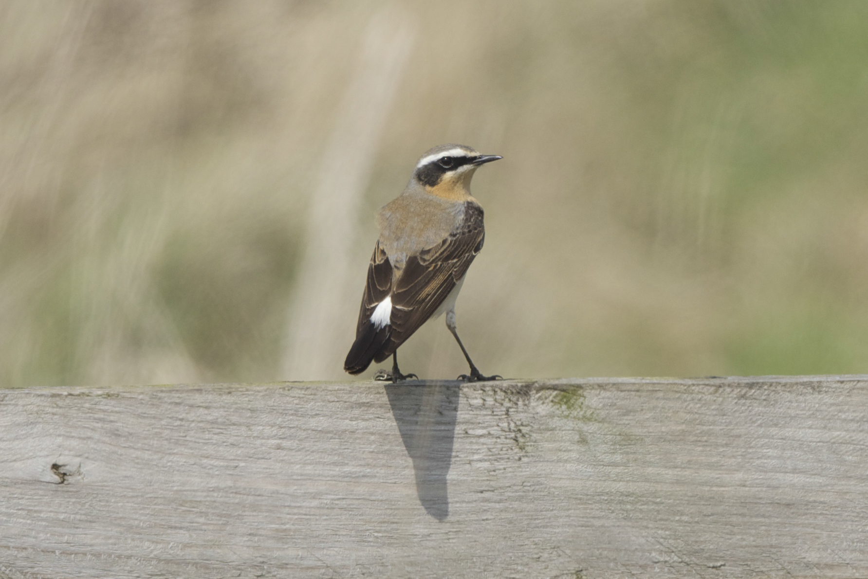 Wheatear The Warren