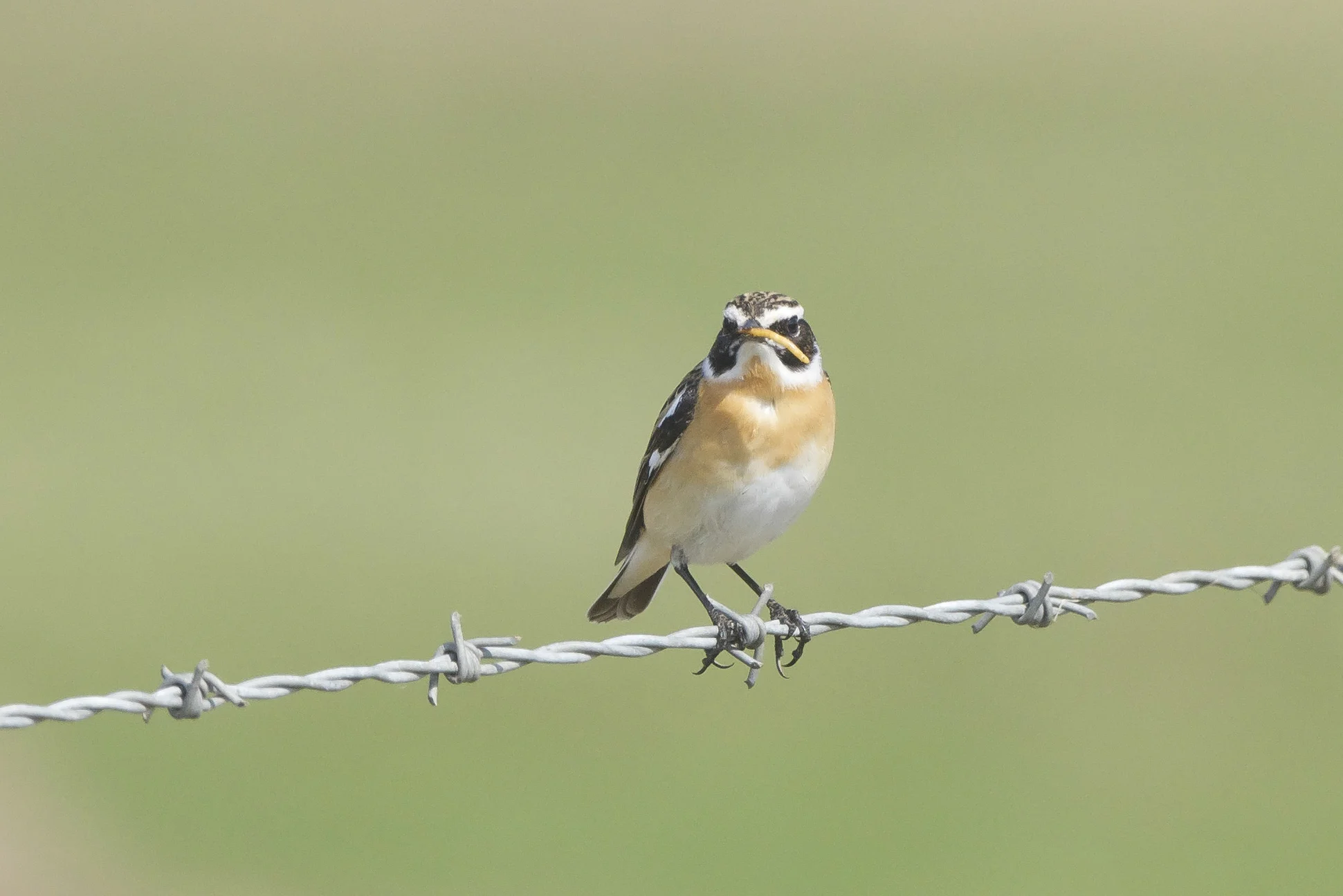 Whinchat Wheatear The Warren