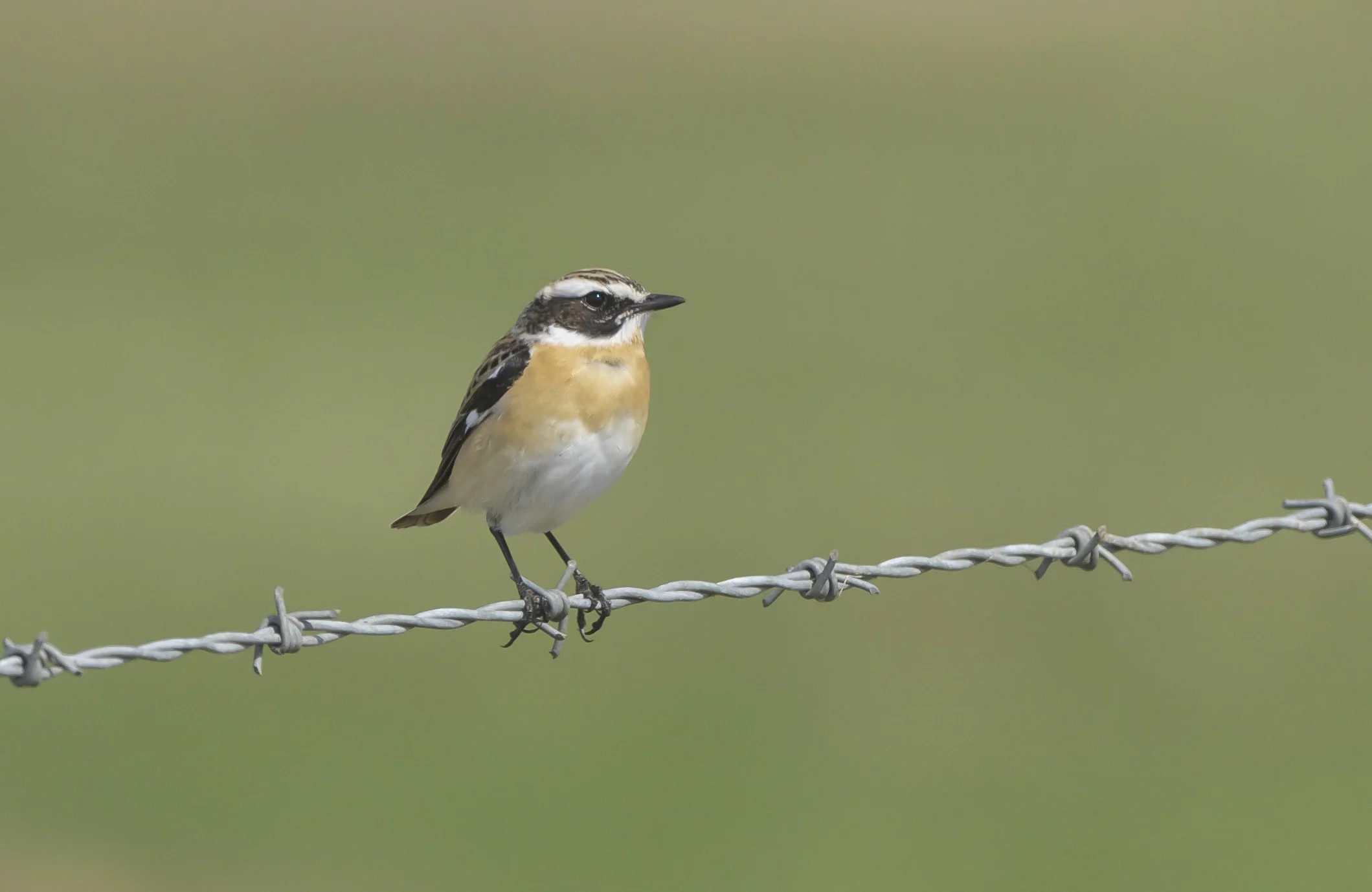 Whinchat The Warren