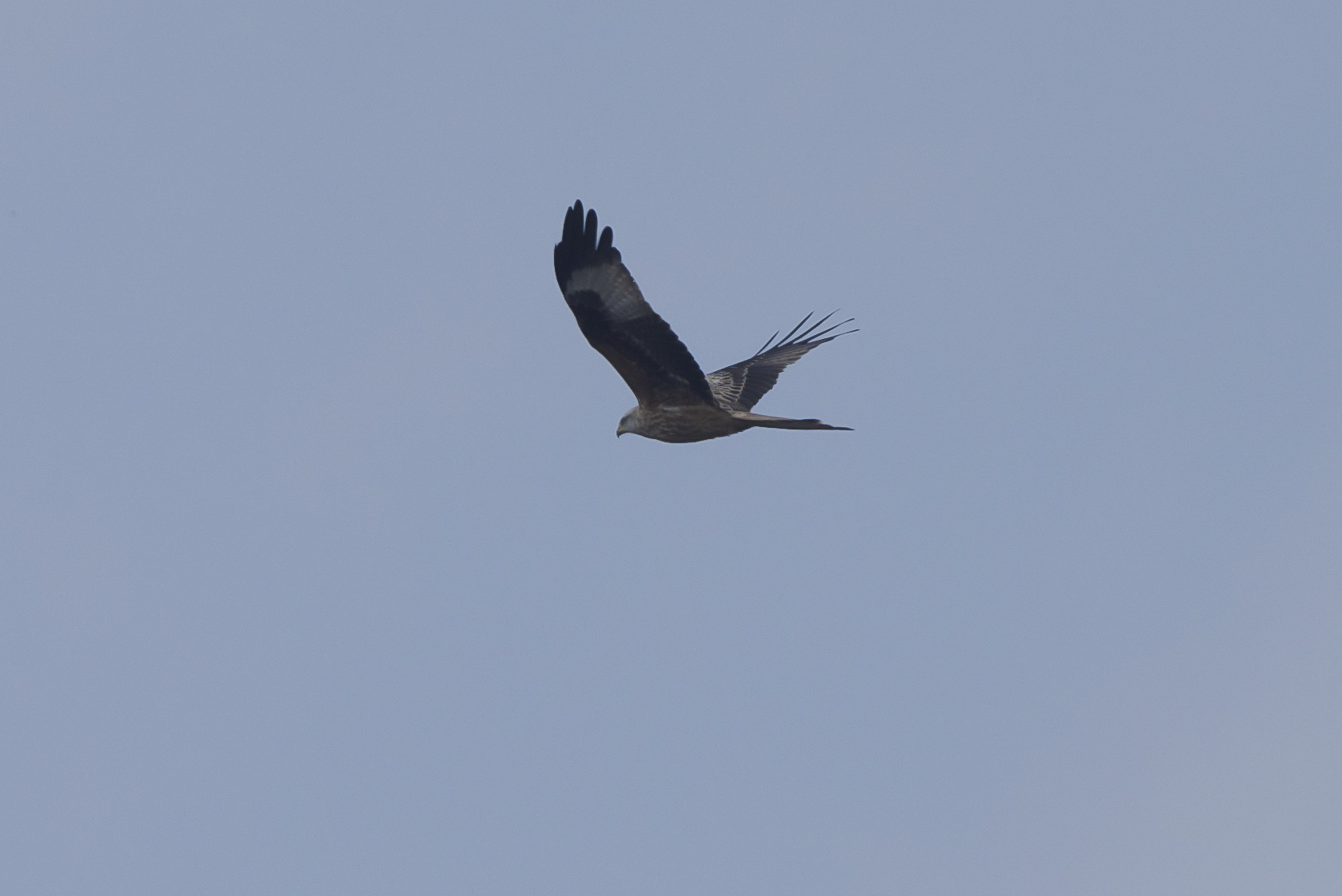 Red Kite The Warren