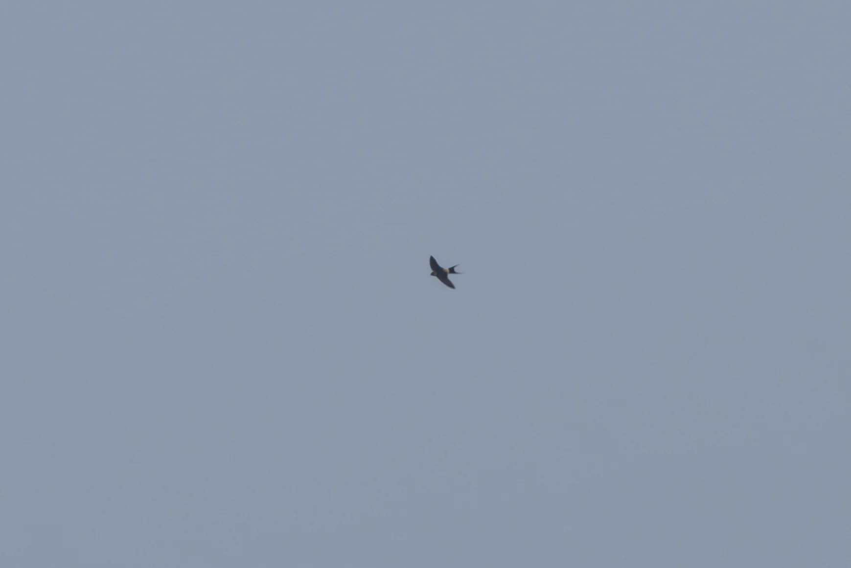 Red-Rumped Swallow The Warren