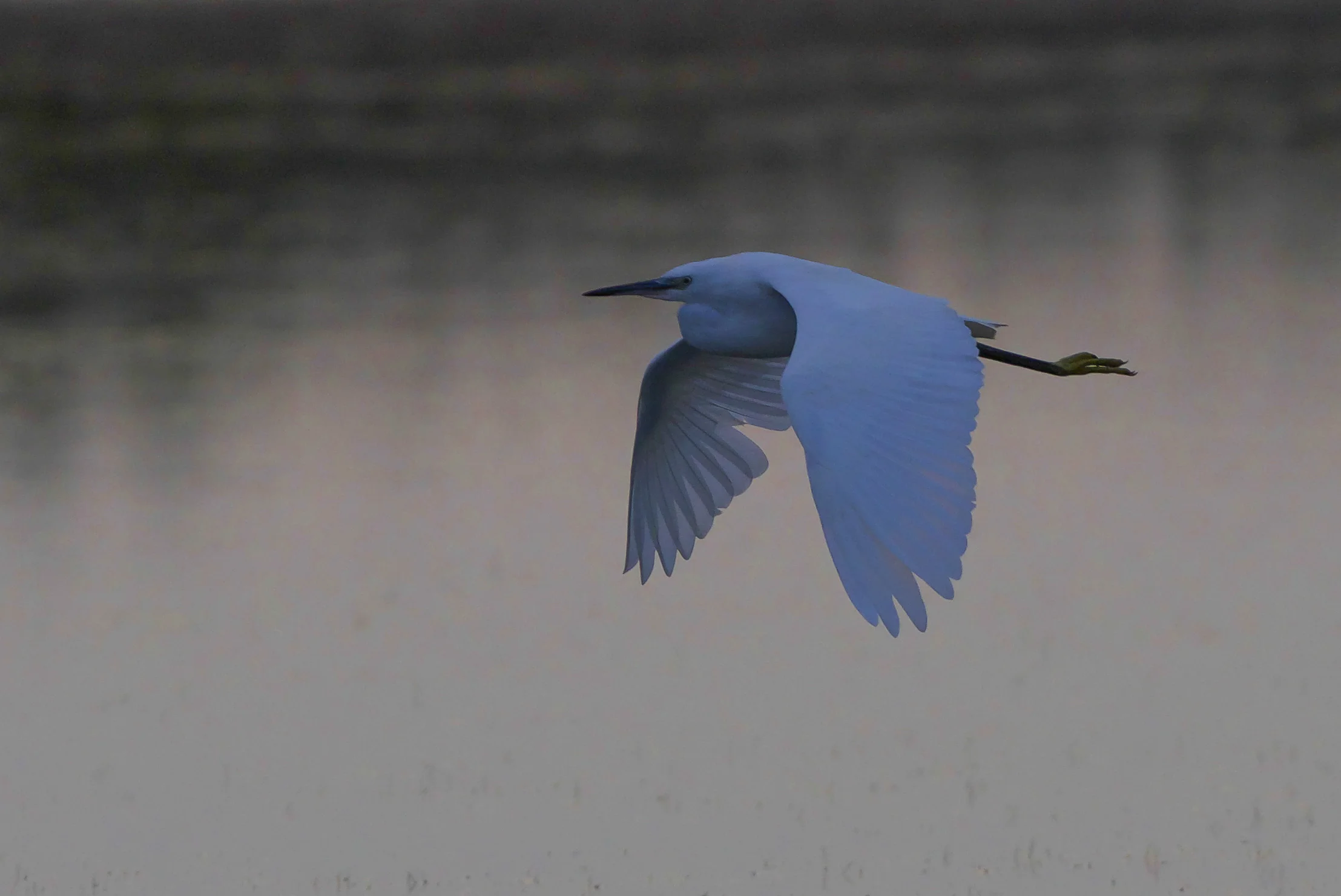Little egret-Beacon Ponds